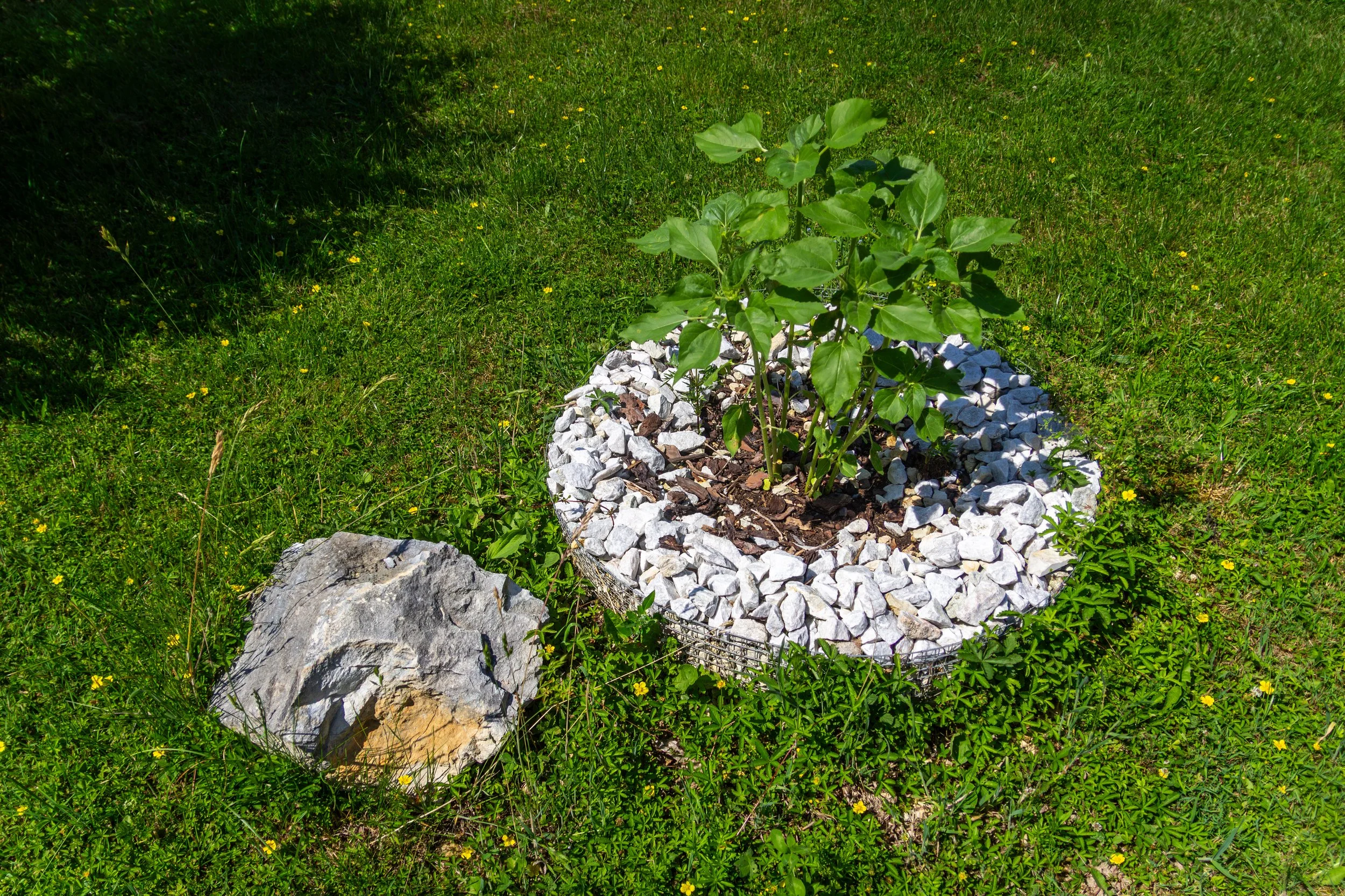 Young green plant growing in a circle of white rocks on a grassy lawn with small yellow flowers.