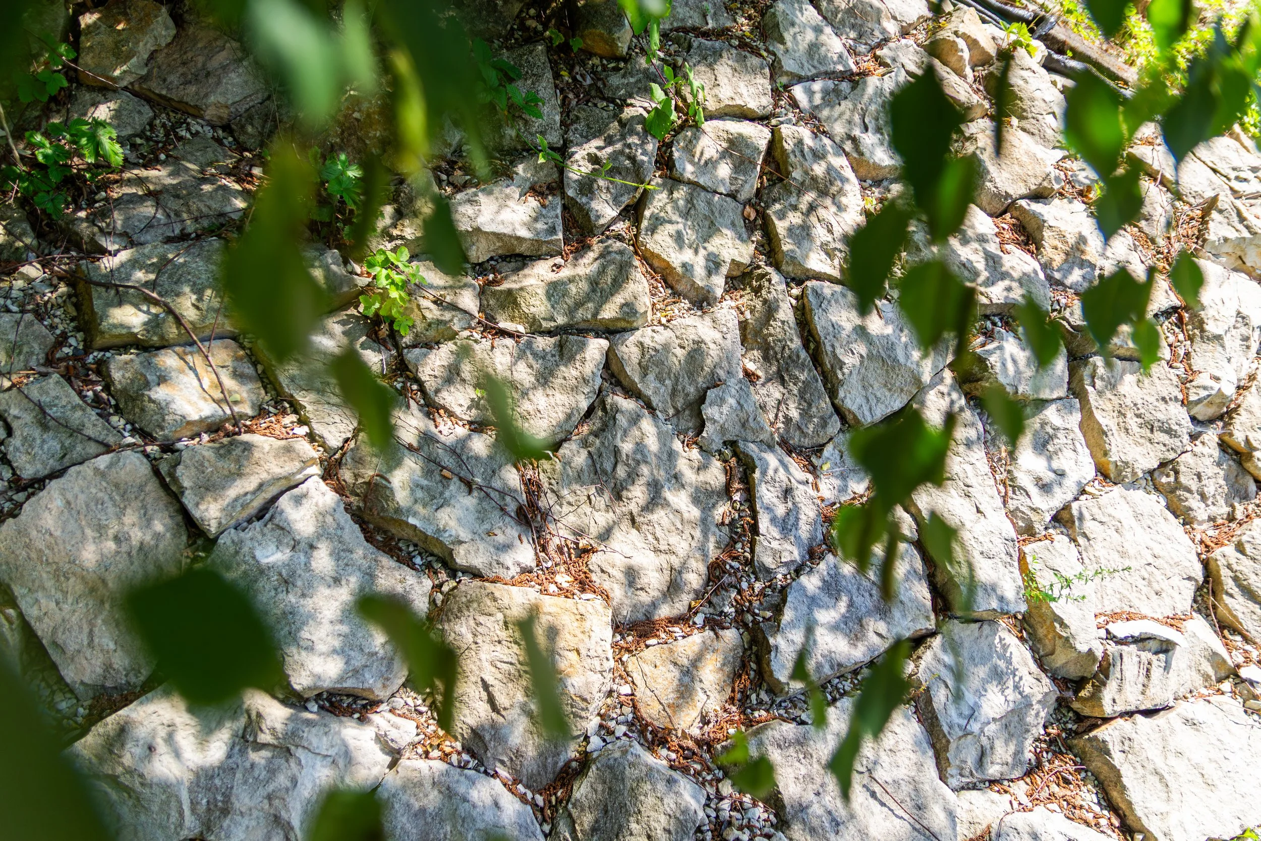 Close-up of a stone wall with green leaves and vines in the foreground.