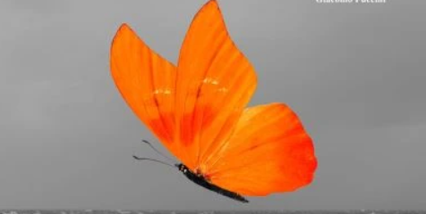 Madama Butterfly | Opera Bohemia