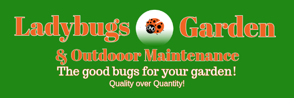 Ladybugs