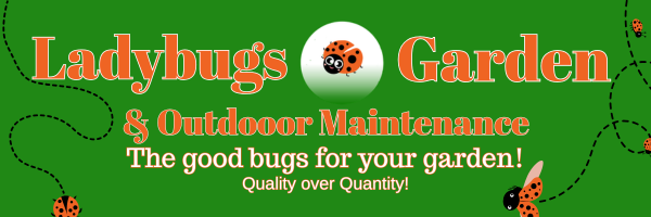 Ladybugs
