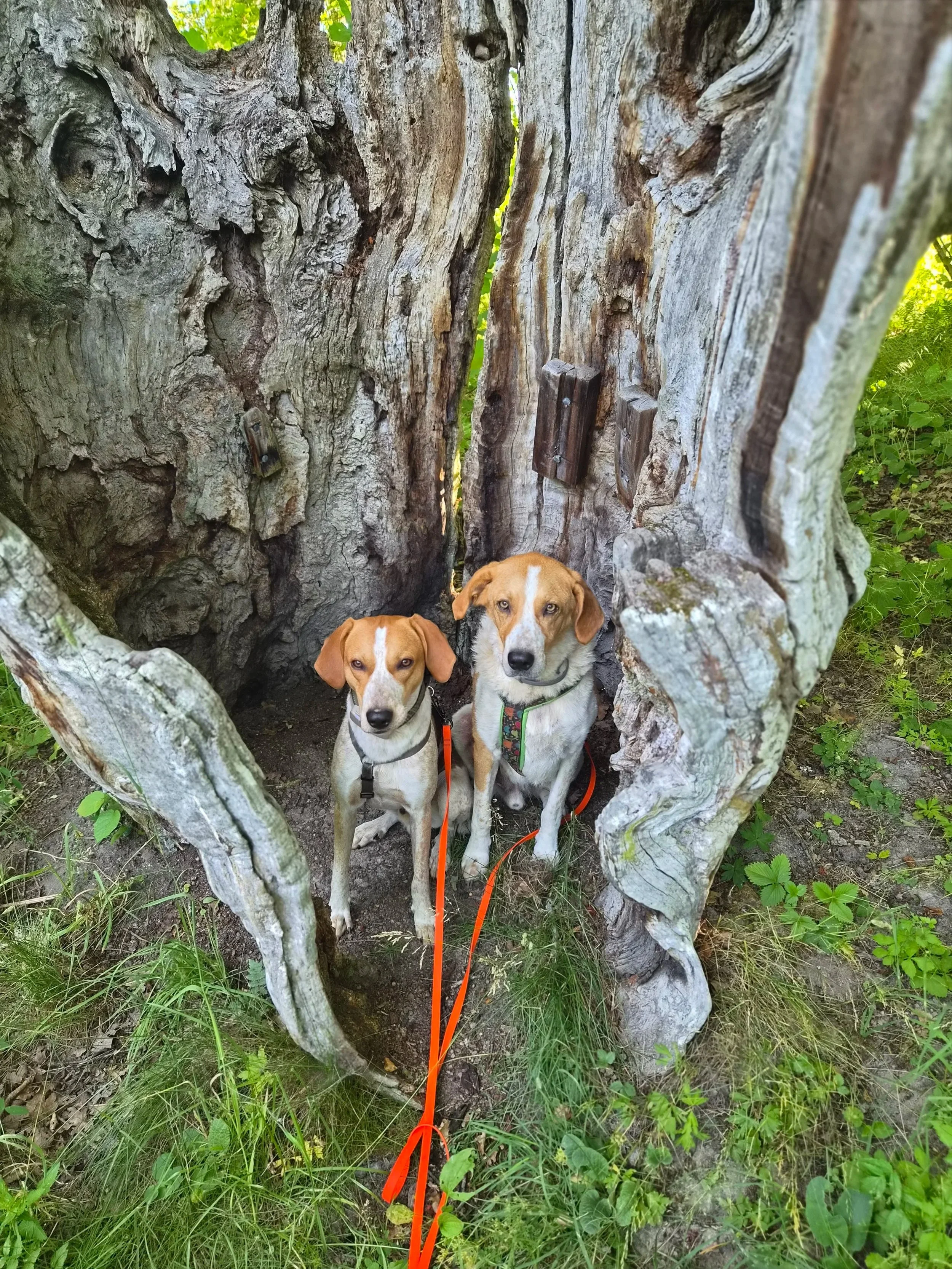 Zwei Hunde sitzen in einem hohlen Baumstamm. Der Baum hat eine große Öffnung, und es gibt grüne Pflanzen und Gras um ihn herum. Die Hunde sind braun-weiße Mischlinge und schauen direkt in die Kamera.