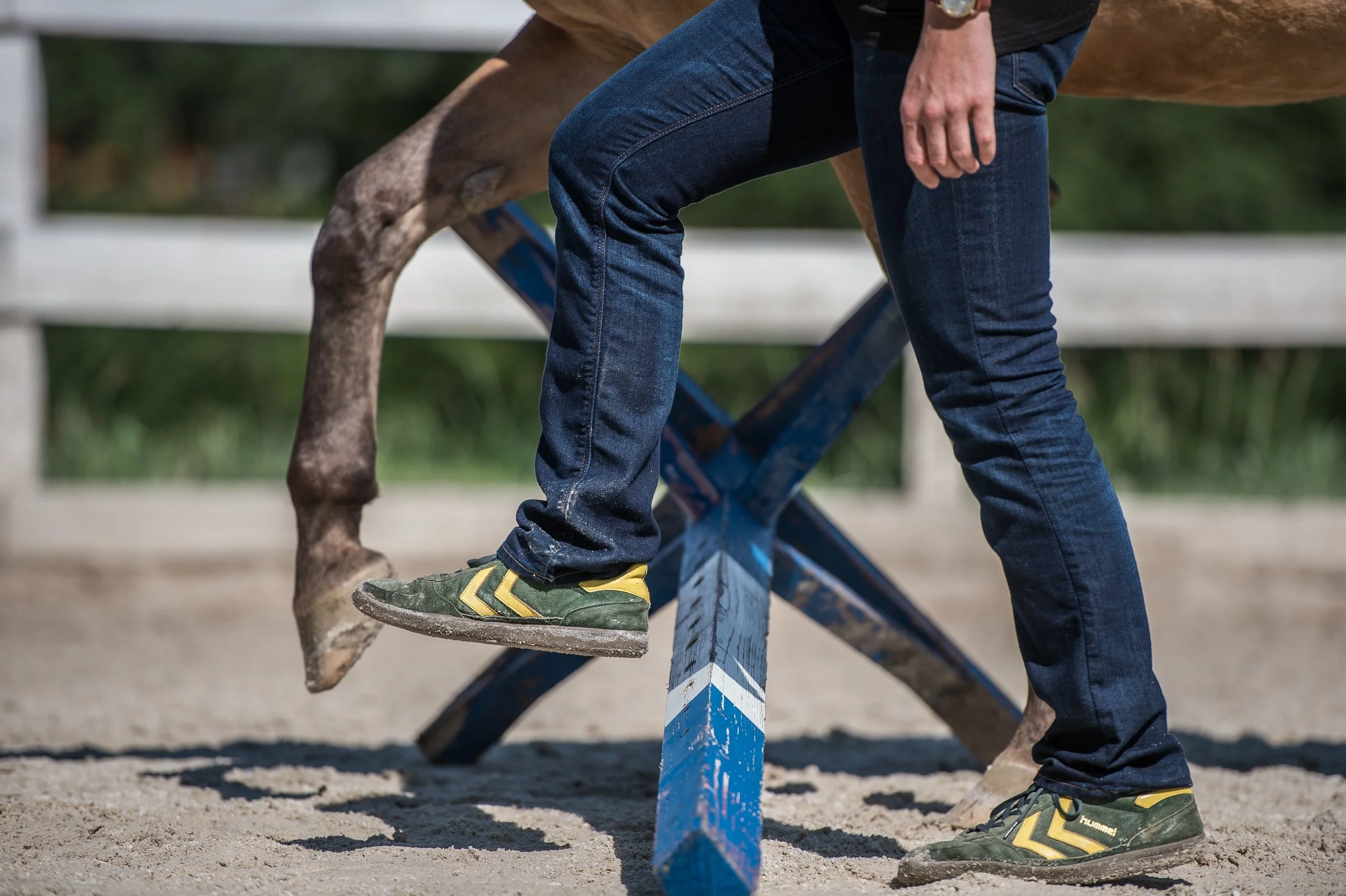 Ein Mensch geht mit einem Pferd über eine Stange und trägt Sportschuhe, blaue Jeans und einen schwarzen Pullover.