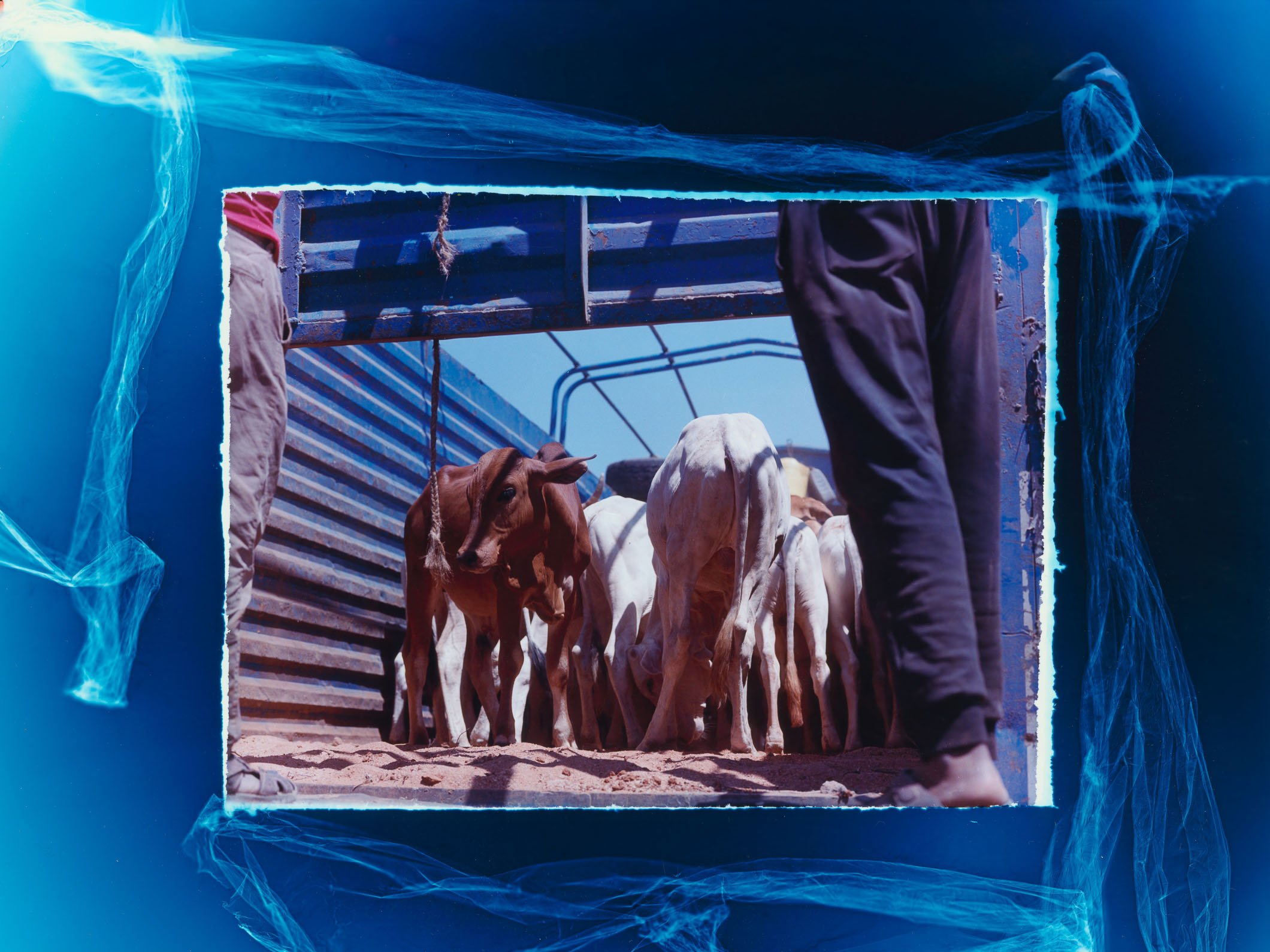 Livestock Window.jpg