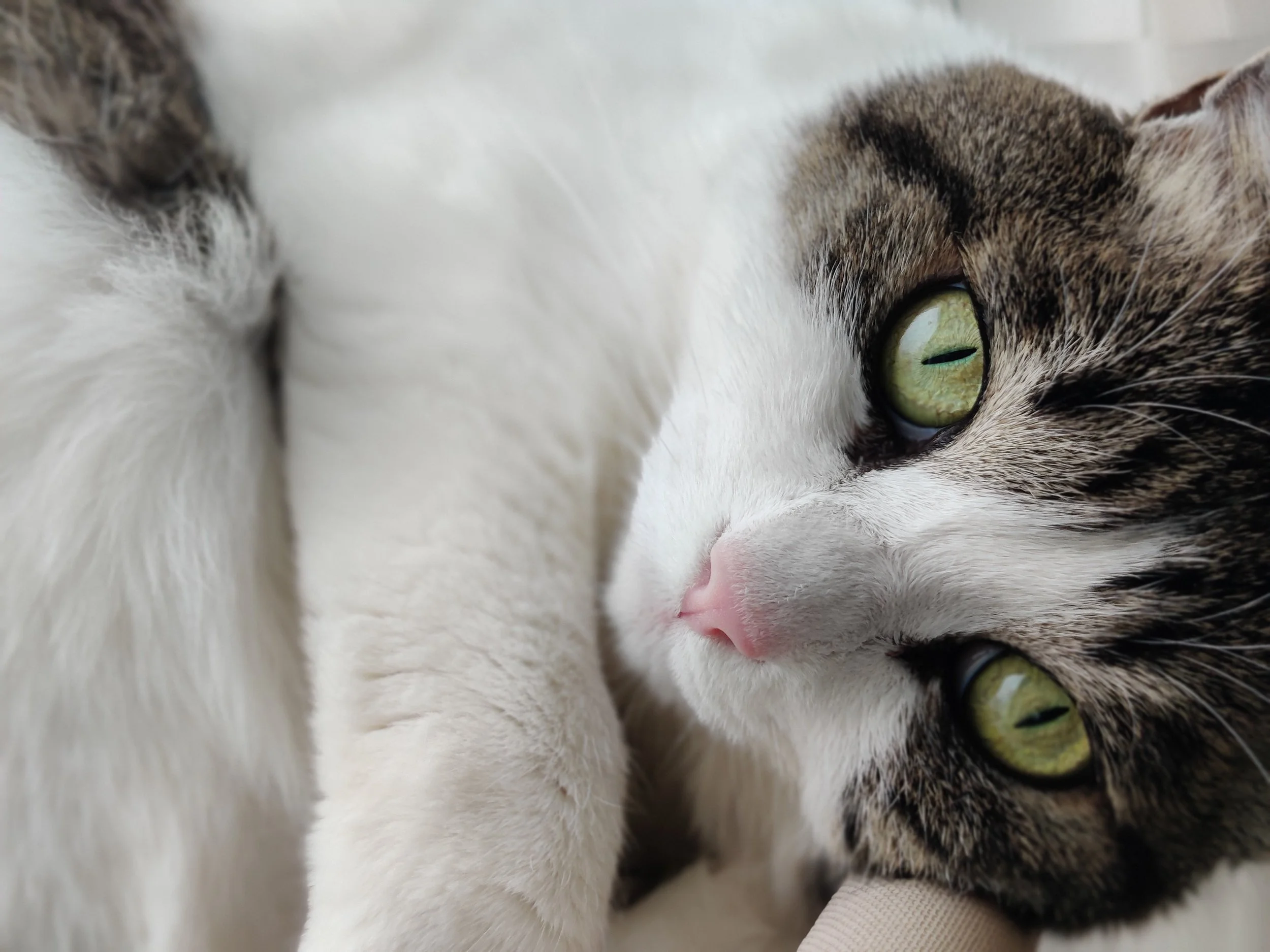 Close-up of a cat's face with green eyes, lying on its side in a relaxed position.
