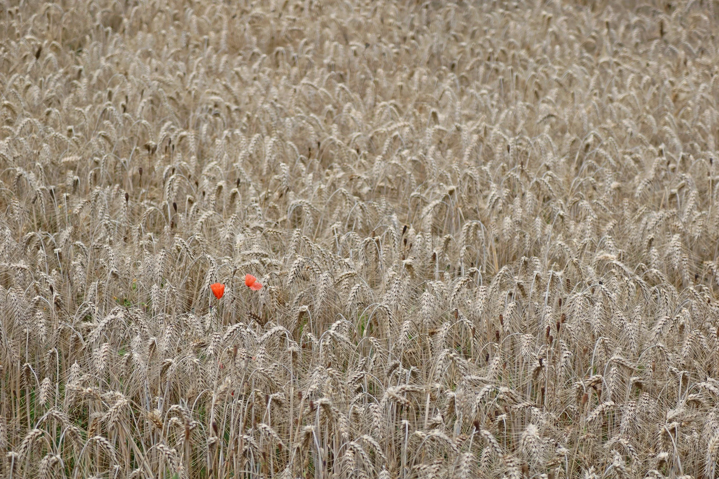 Two red poppies standing out among a field of wheat.