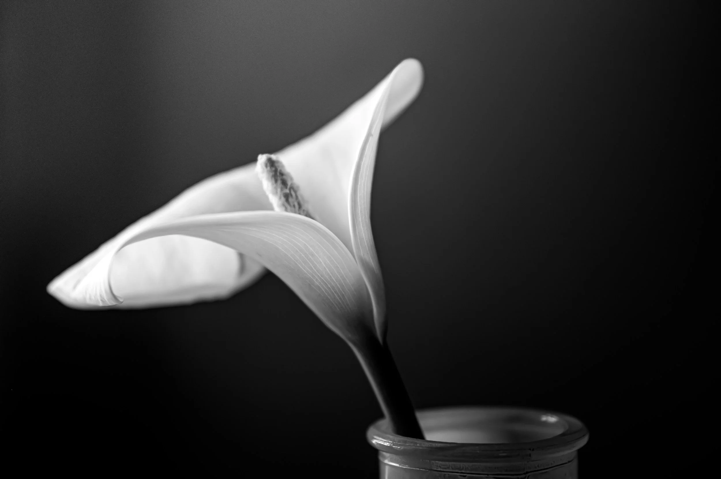 A close-up black and white photograph of a single calla lily flower in a glass vase against a dark background.