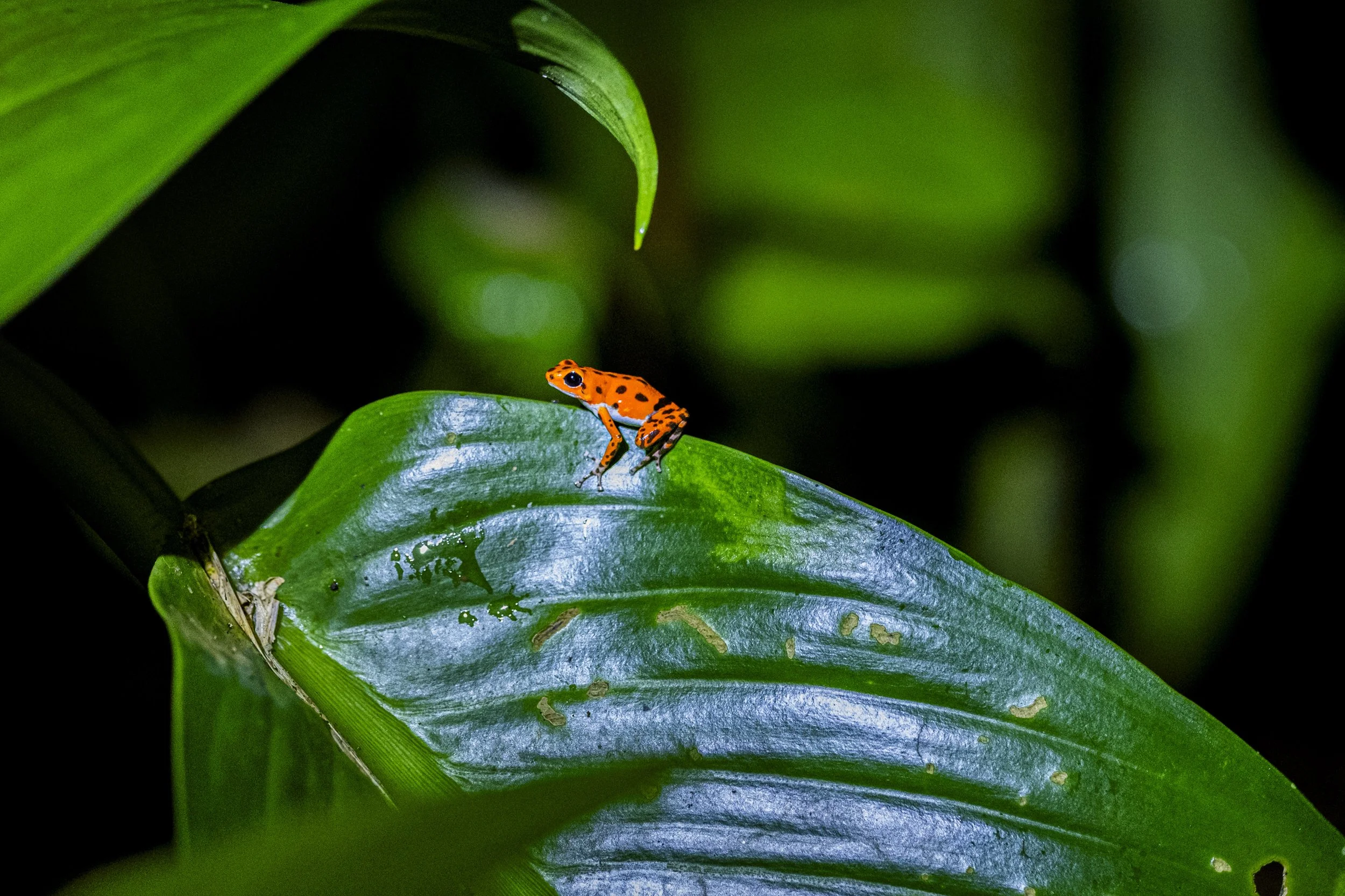 Toxic beauty-9.jpg