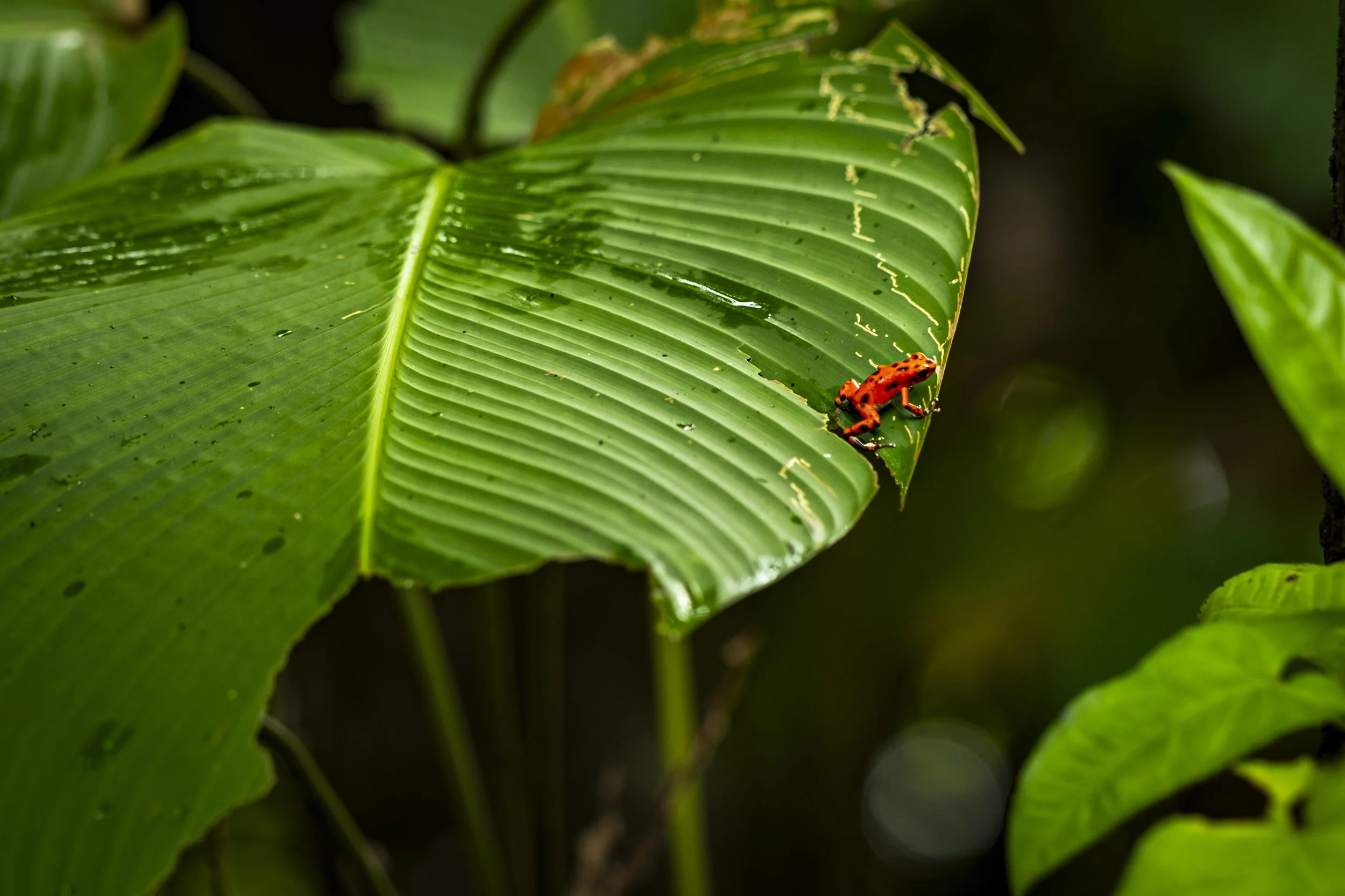 Toxic beauty-5.jpg