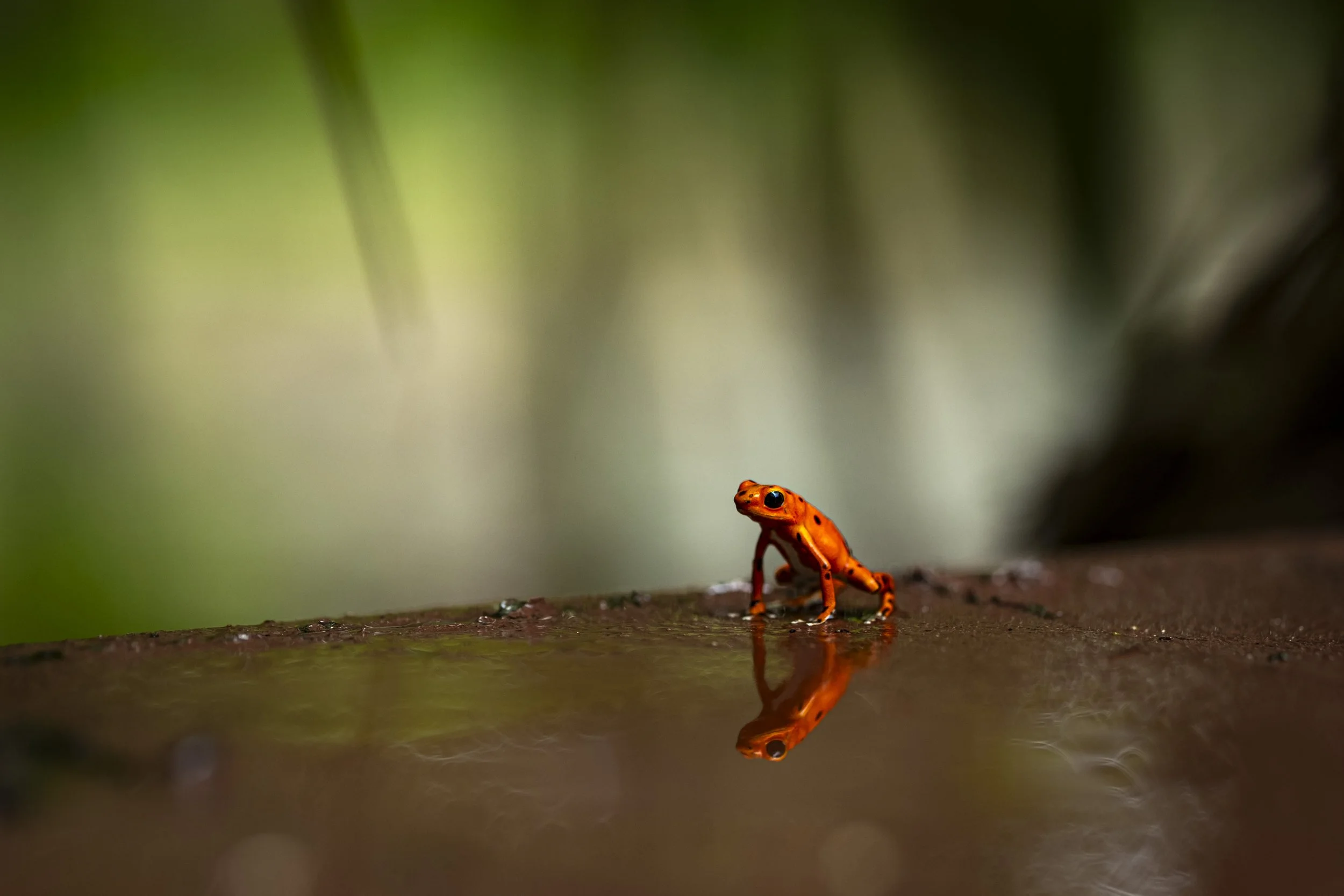 Toxic Beauty-1829.jpg