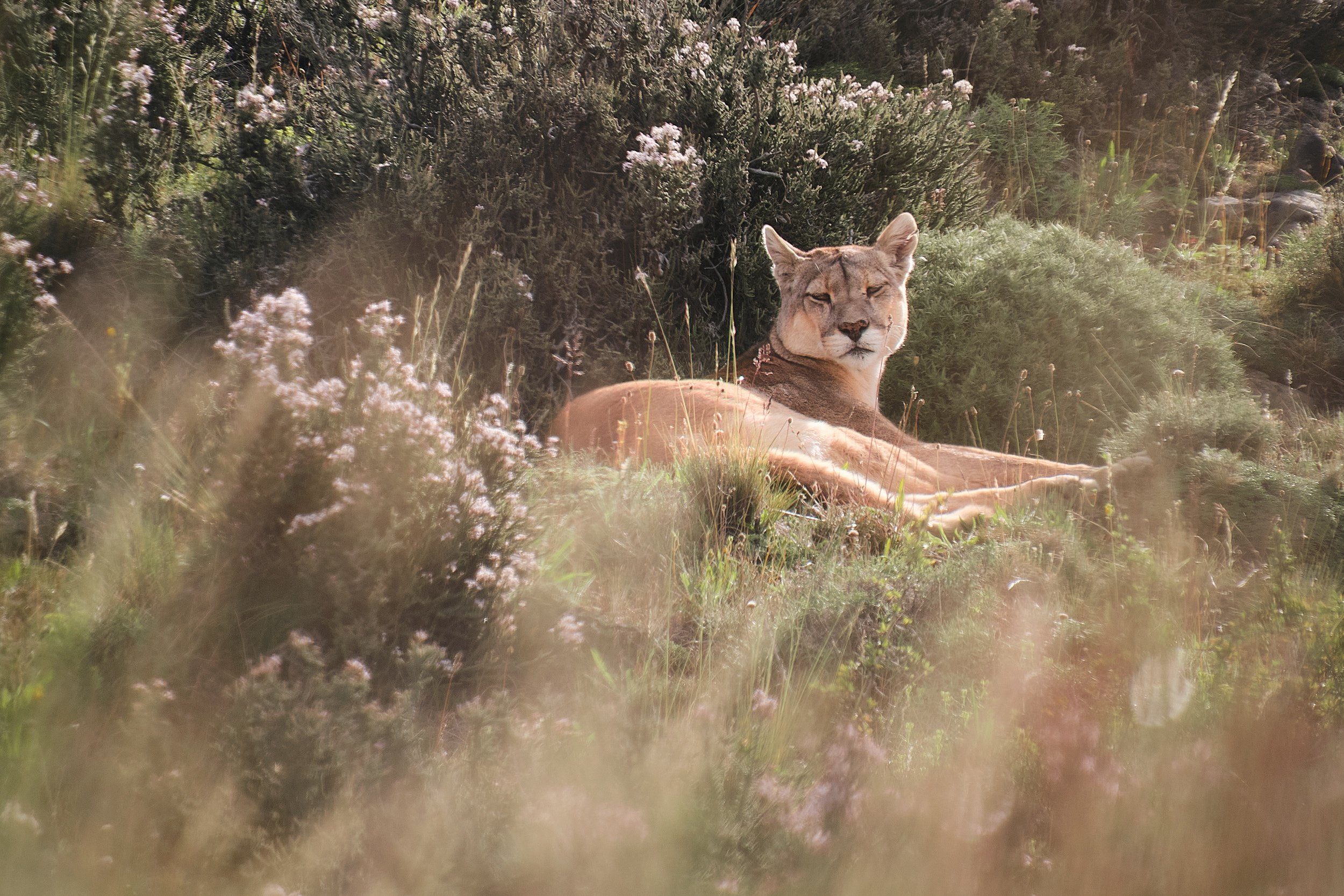 DSCF4597Puma final.jpg