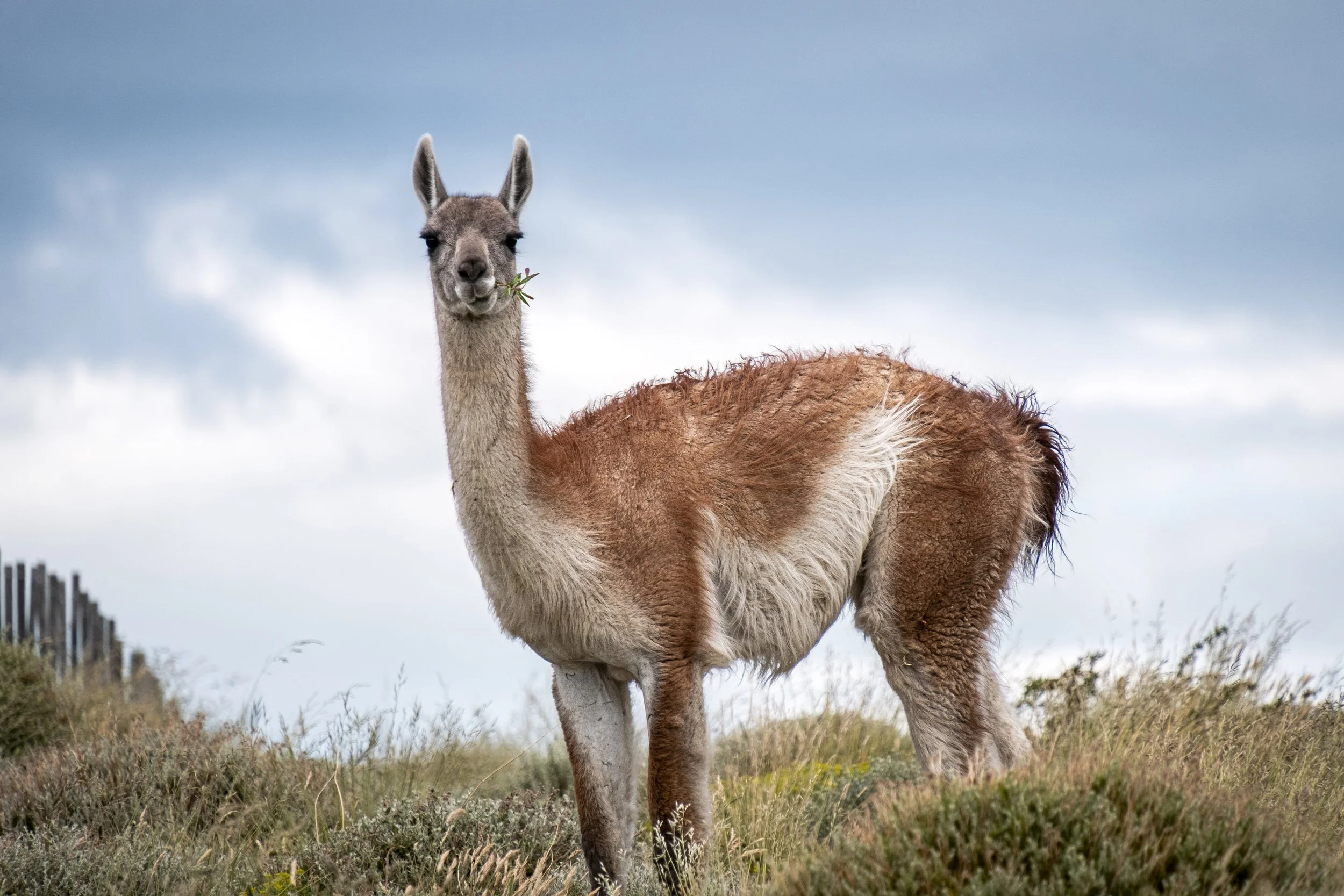 Guanaco.jpg