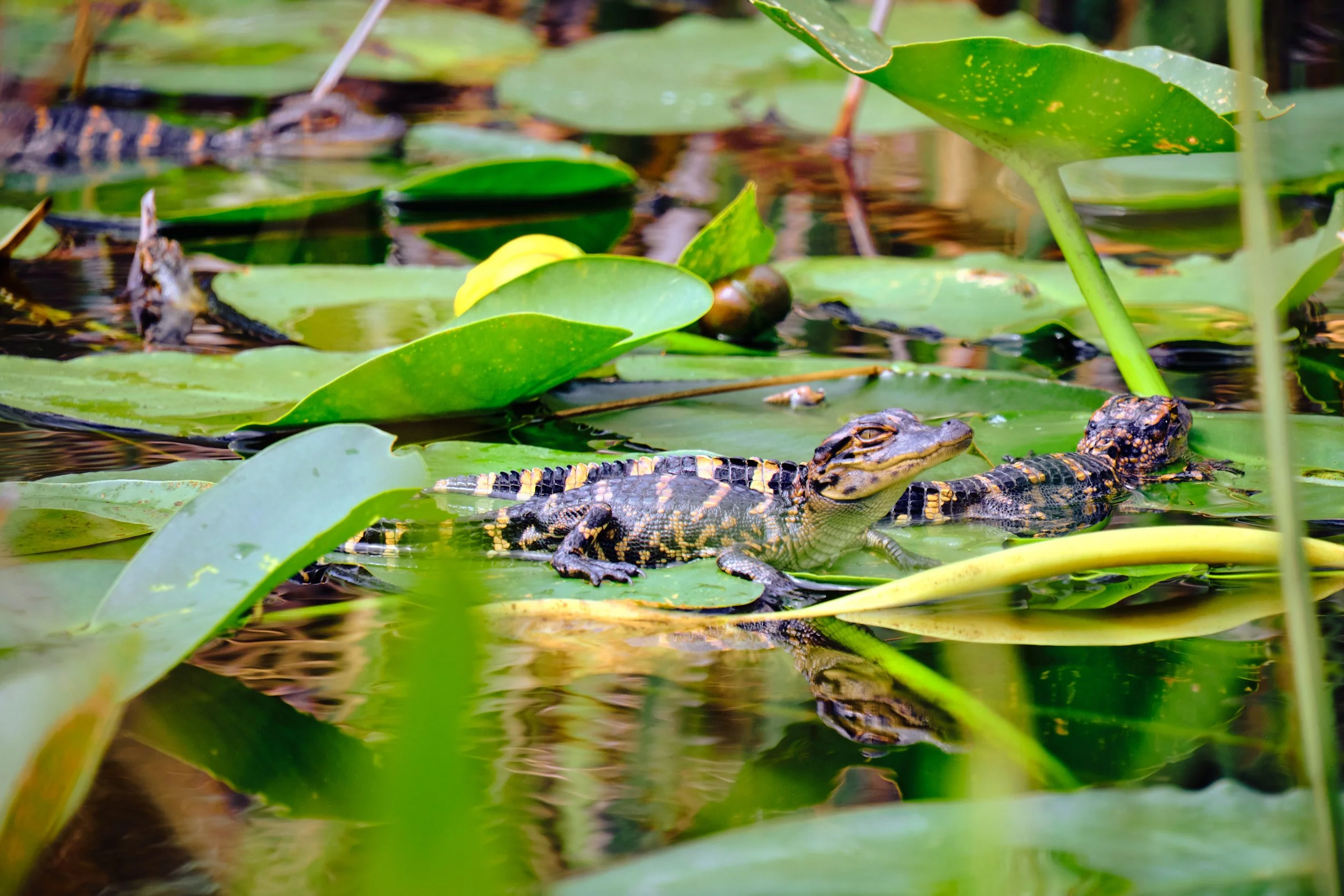 DSCF2207Baby gator.jpg
