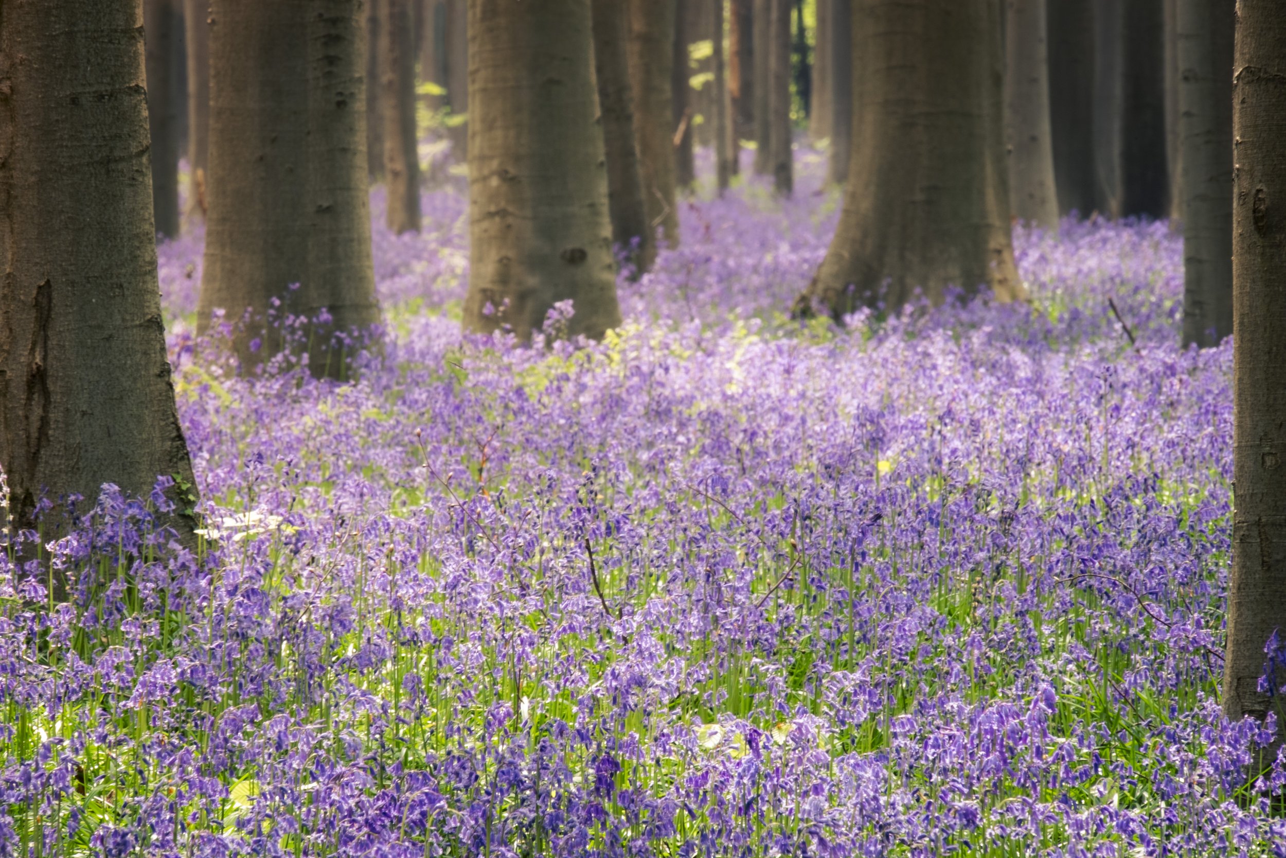 Hallerbos woodland .jpg