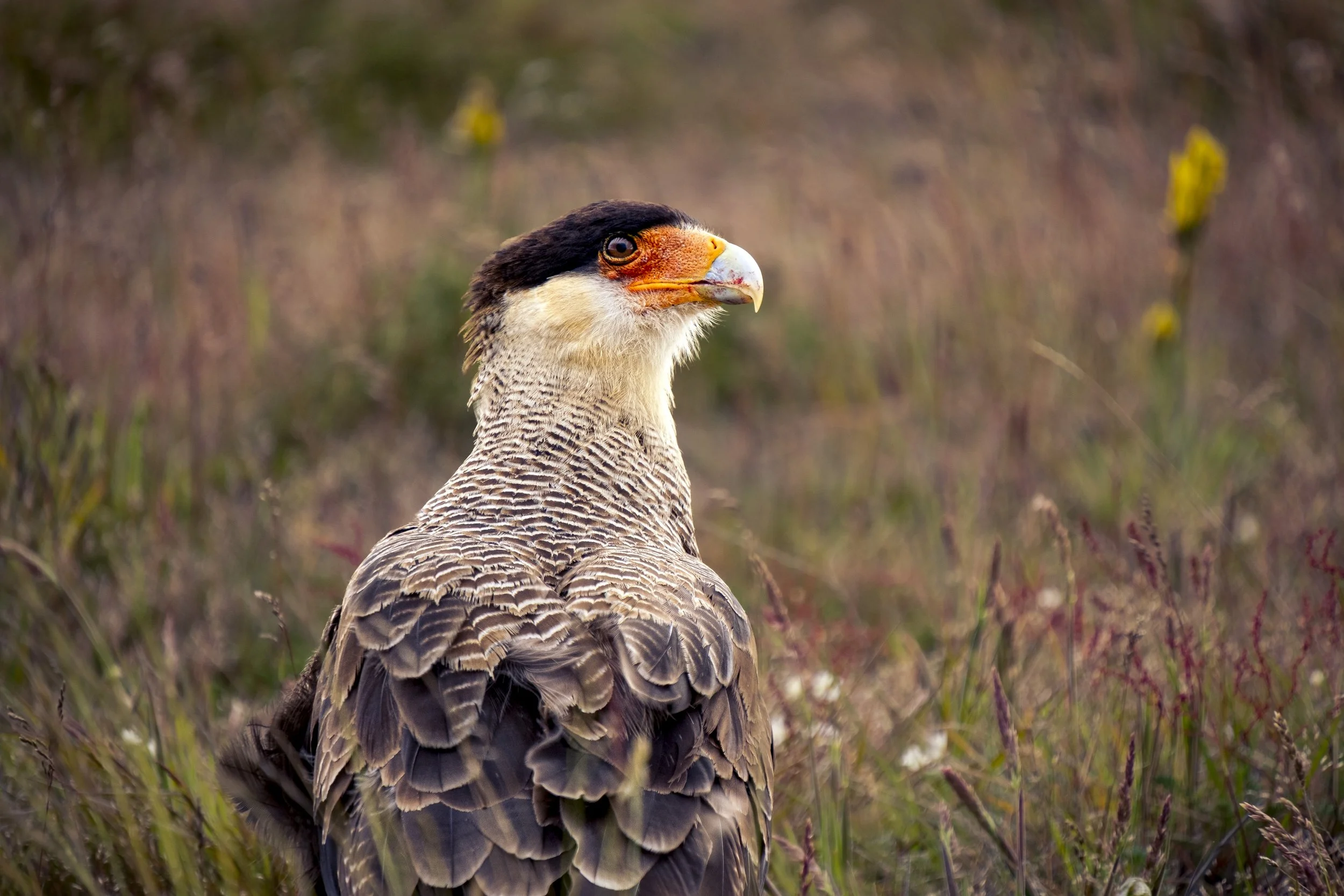 Crested Caracara I.jpg