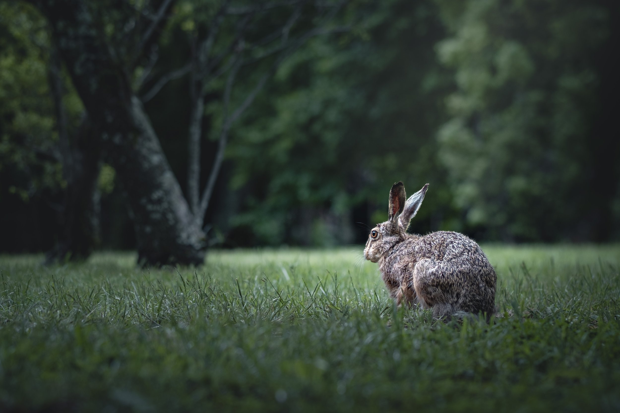 Hare-1277.jpg