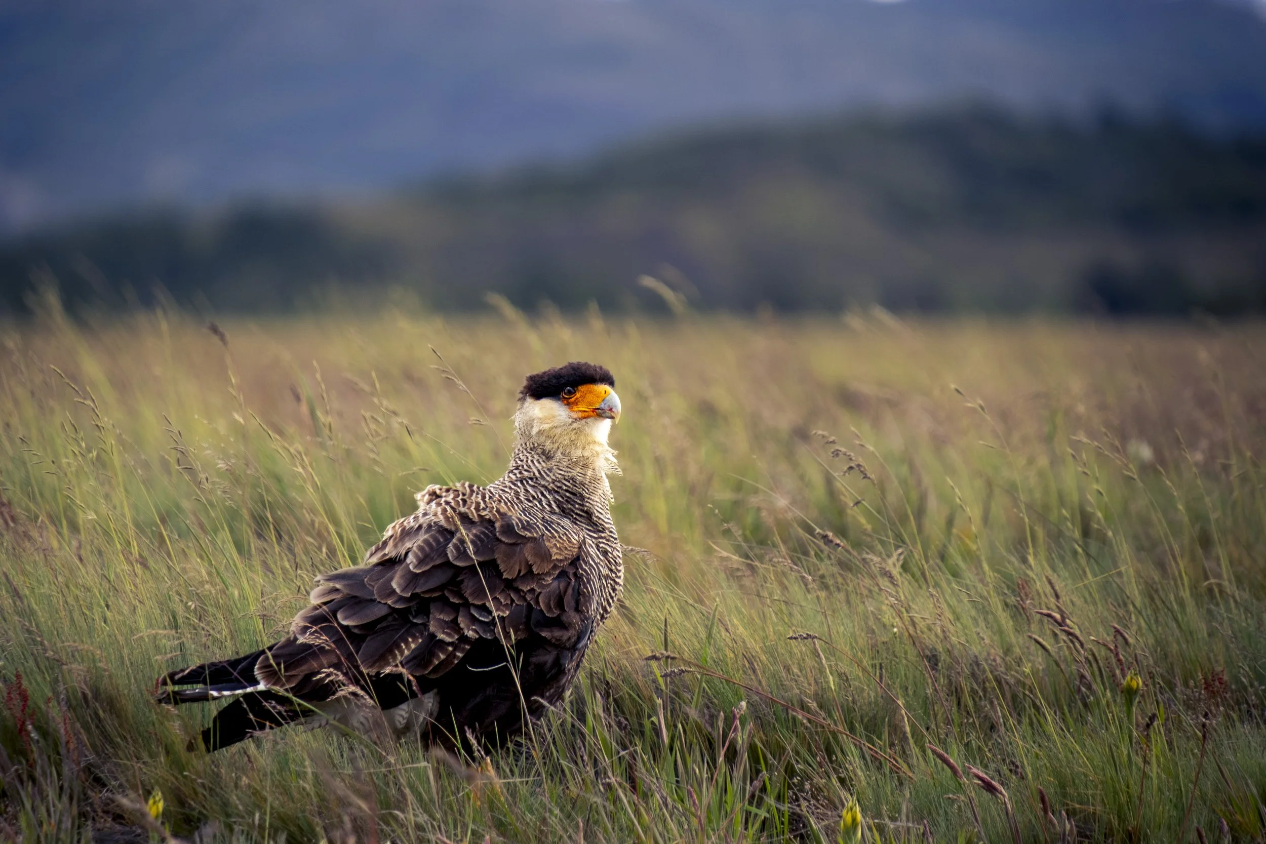 Crested Caracara II.jpg