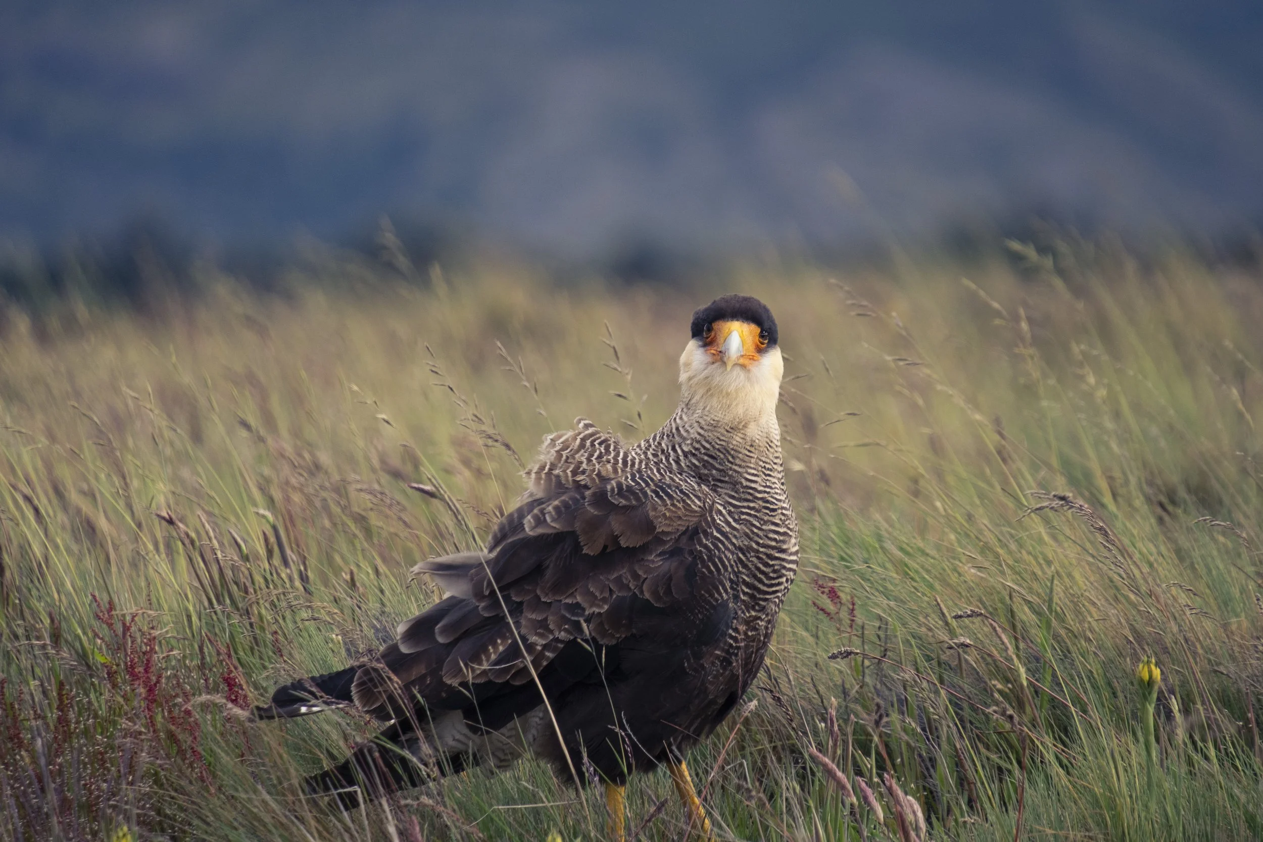 Wild Gaze_BOYDENS_Jasper_The Watcher I.jpg