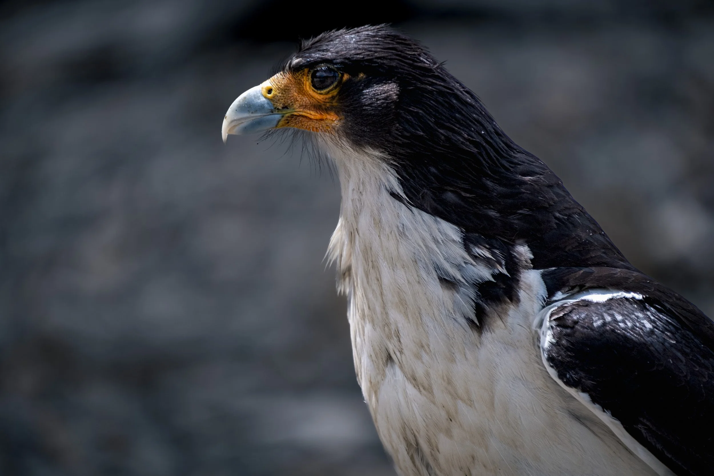 Wild Gaze_BOYDENS_Jasper_The Watcher III.jpg