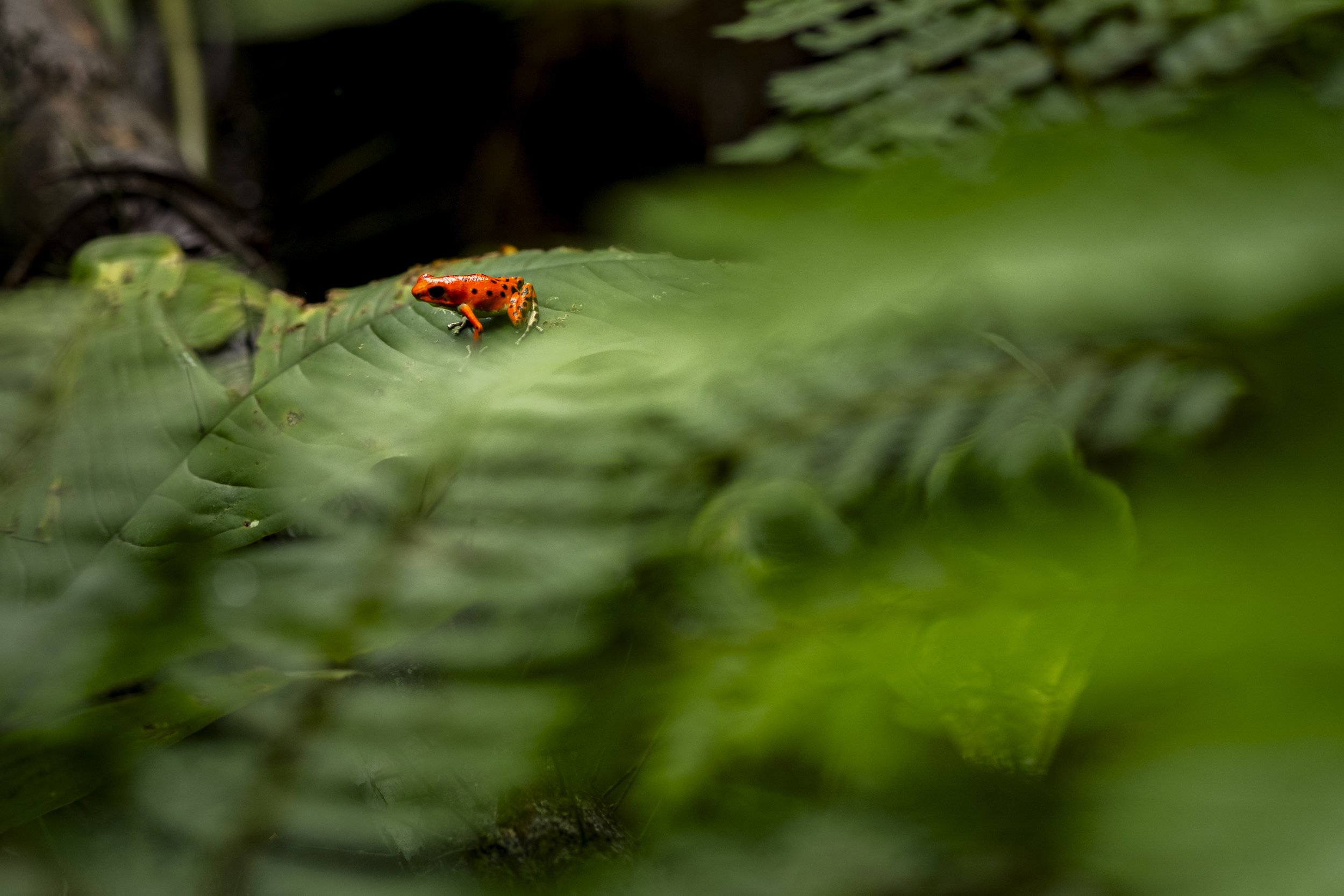 Toxic beauty-8.jpg