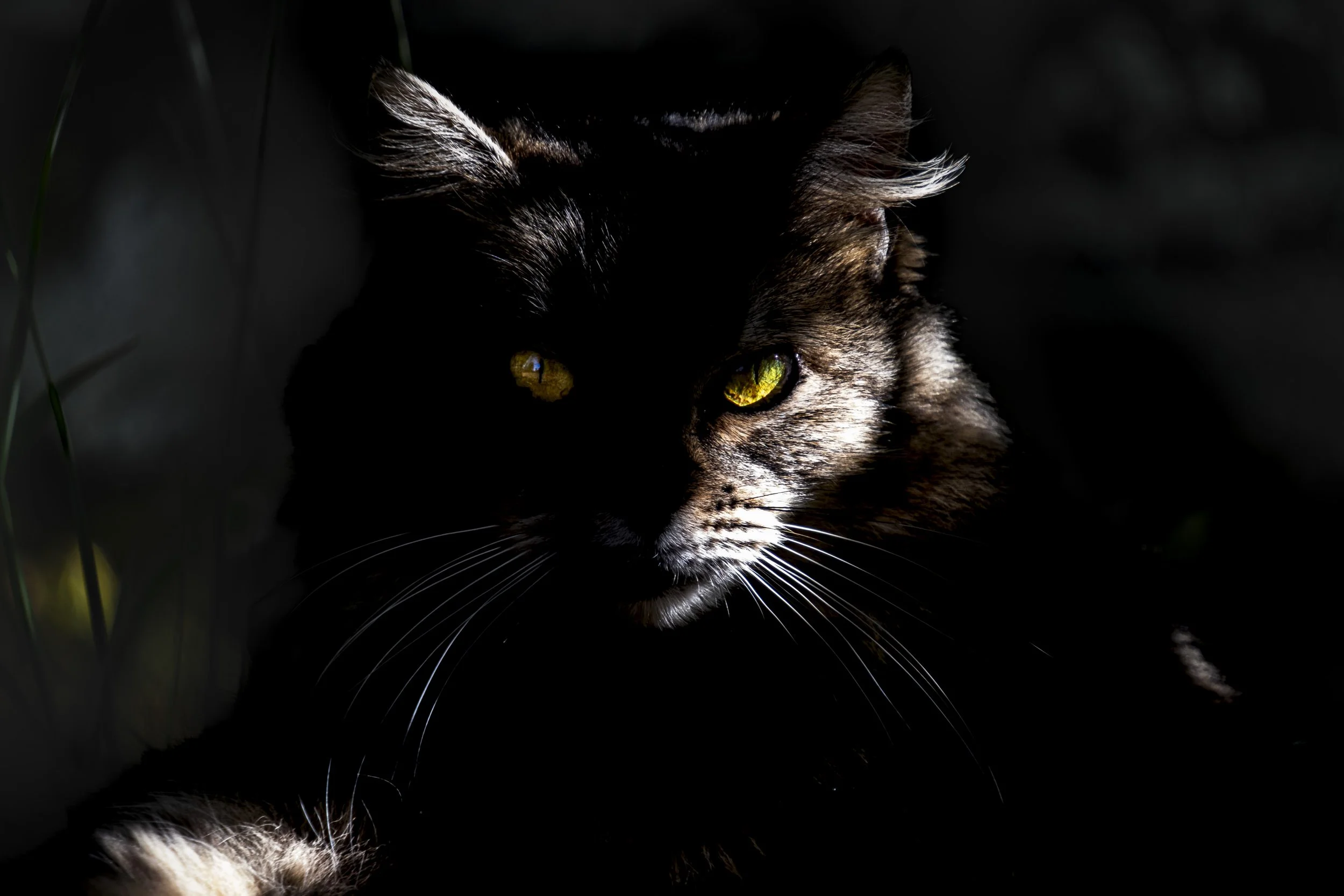 Lurking in the dark-8318.jpg