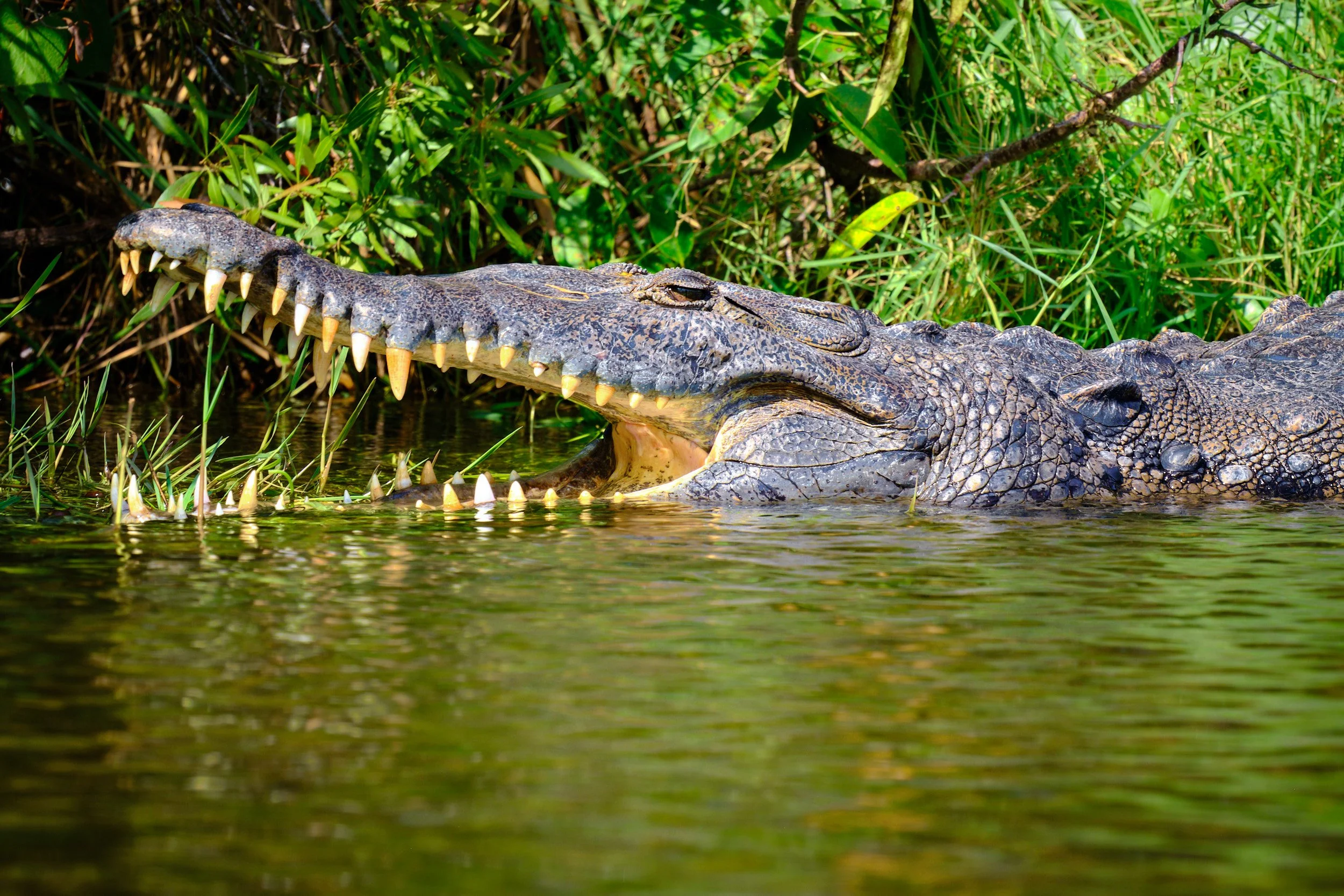 DSCF2275American Croc.jpg