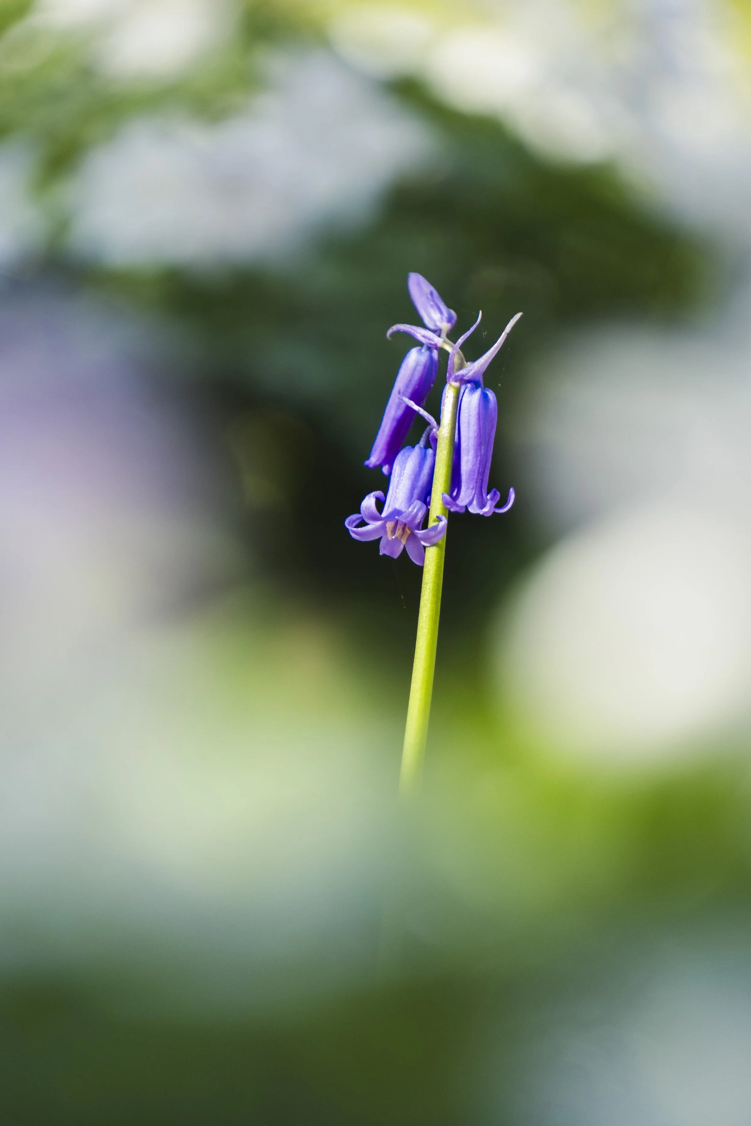 24. Single Bluebell.jpg