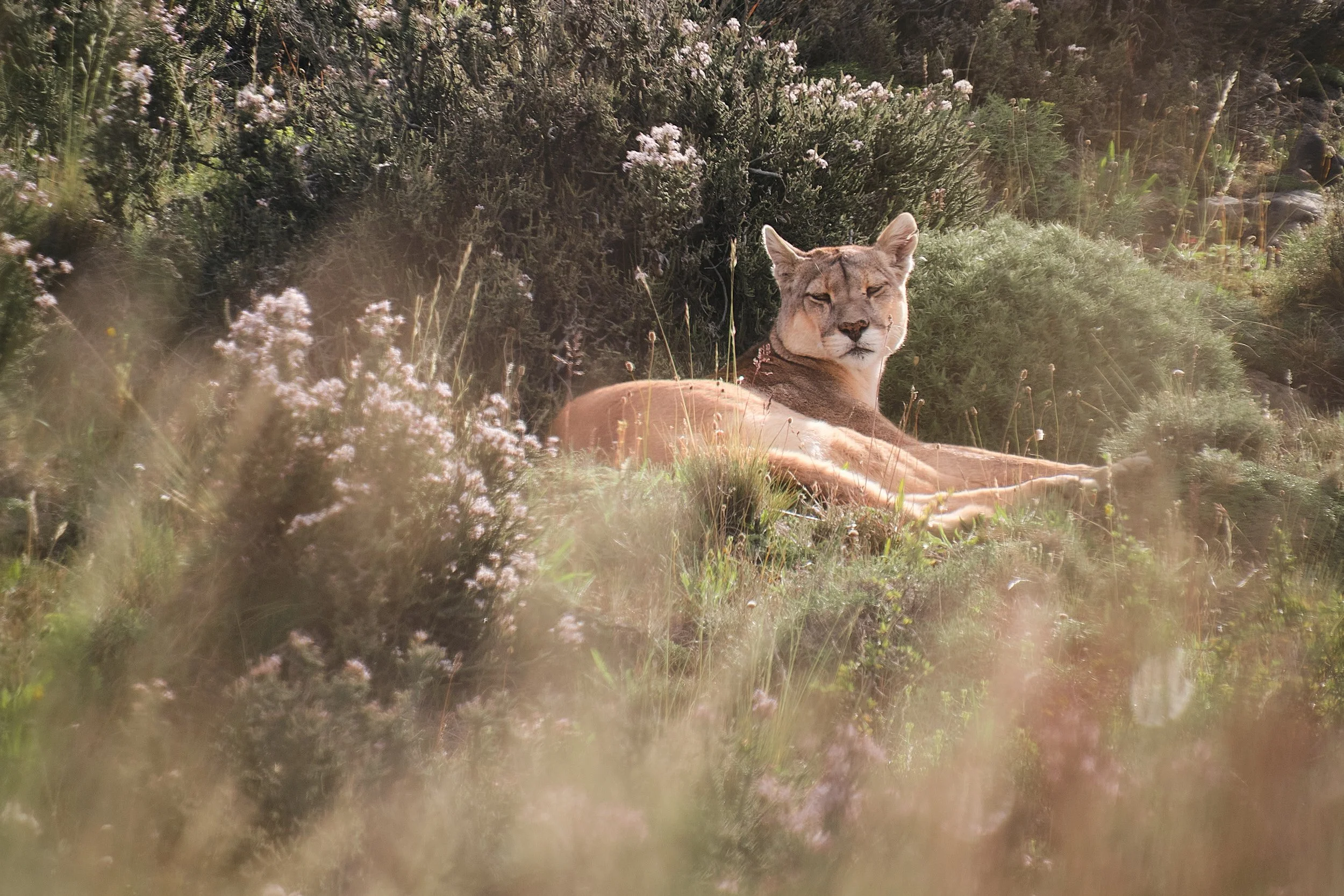 2. DSCF4597Puma final.jpg