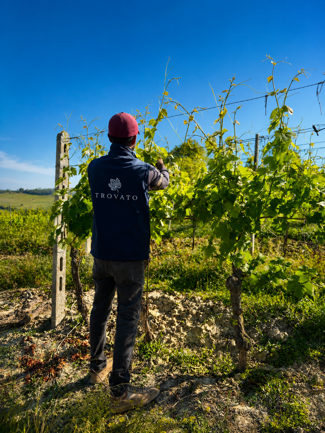 Persona che lavora in un vigneto con un cappello rosa, vestito con una giacca con logo 'Trovato', sotto un cielo azzurro.