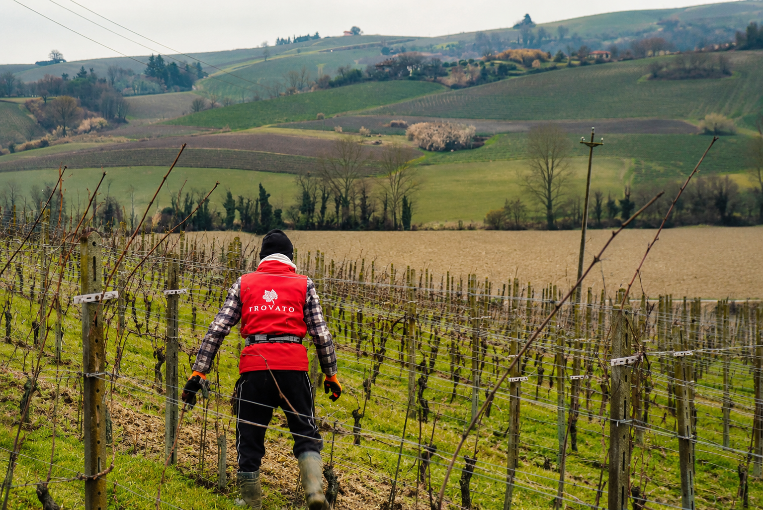 Persona che lavora in un vigneto in campagna con colline verdi sullo sfondo.