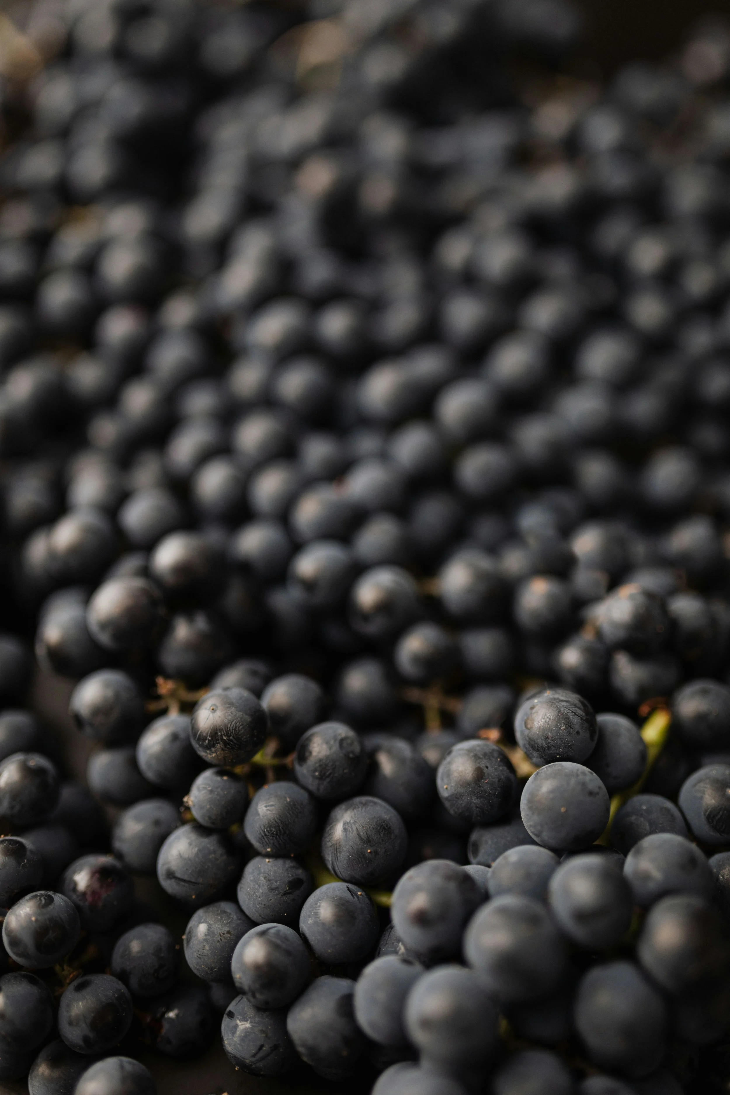 Close-up of a large bunch of black grapes with some green stems visible in the background.