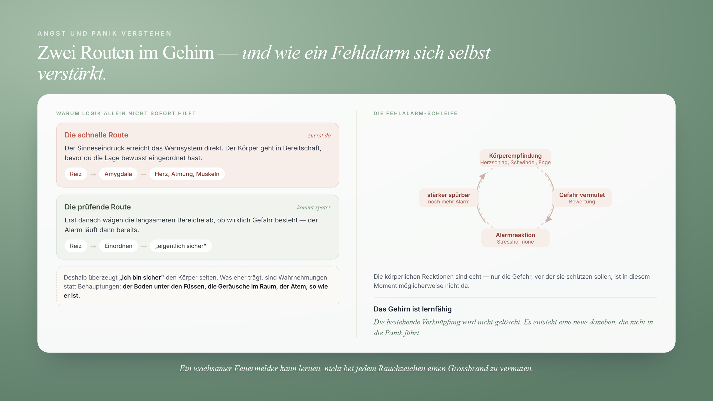 Grafik mit der schnellen und der prüfenden Route im Gehirn sowie einem Kreisdiagramm der Fehlalarm-Schleife: Körperempfindung, vermutete Gefahr, Alarmreaktion, stärkeres Spüren.