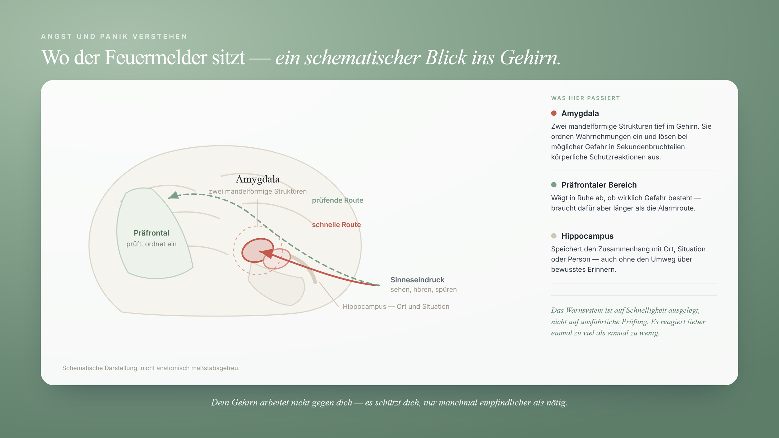 Schematische Darstellung eines Gehirns: eine schnelle rote Route führt vom Sinneseindruck direkt zur Amygdala, eine langsamere grüne Route zum prüfenden präfrontalen Bereich; markiert ist auch der Hippocampus.