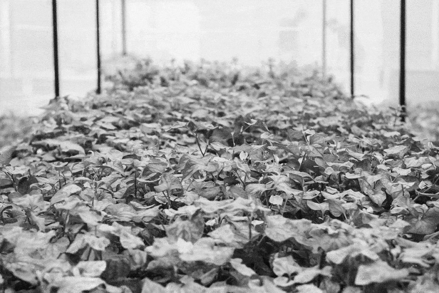 Thailand Updates from Farm Director, Alyson Wells 