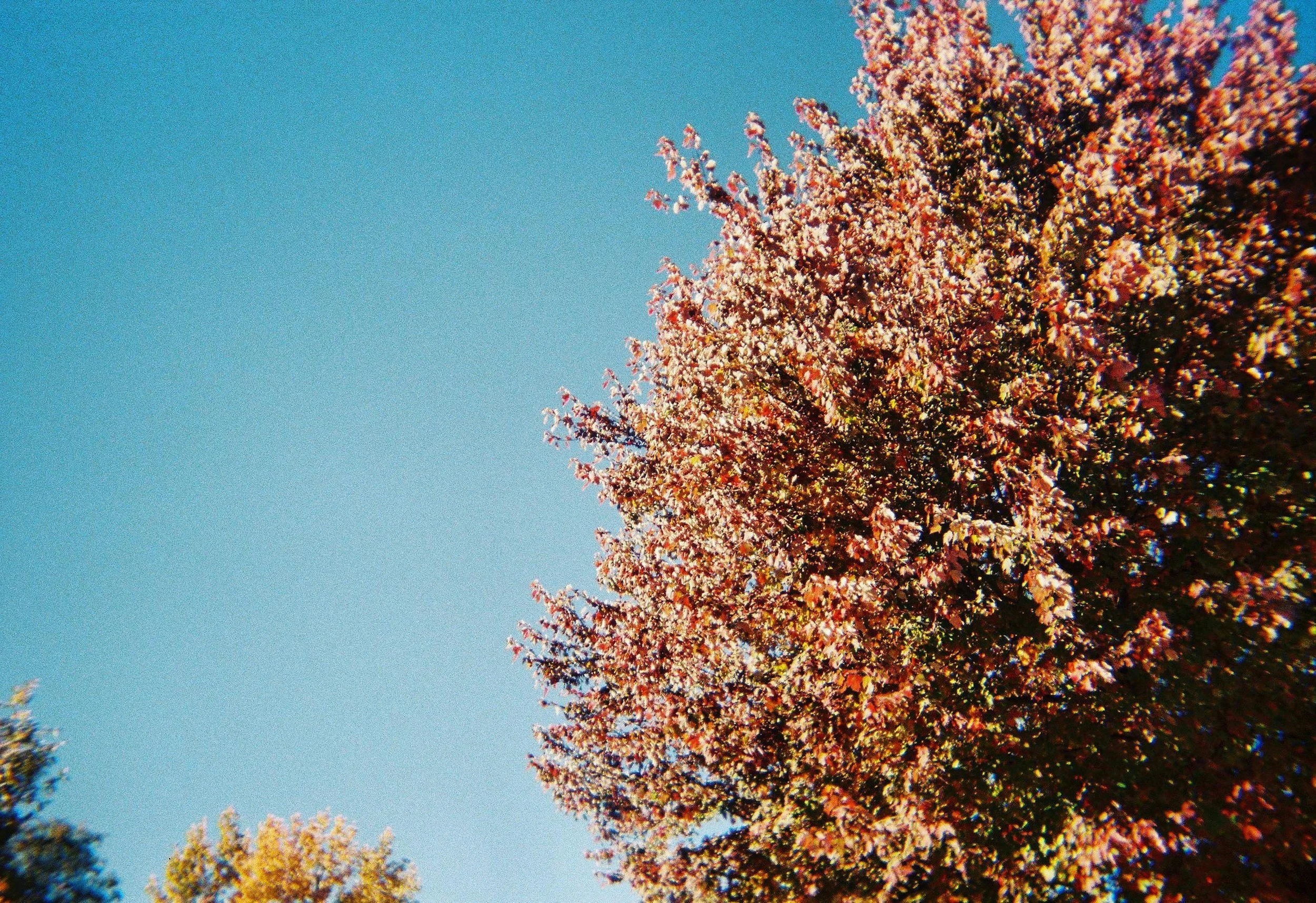 Tree with pink blossoms against a clear blue sky.