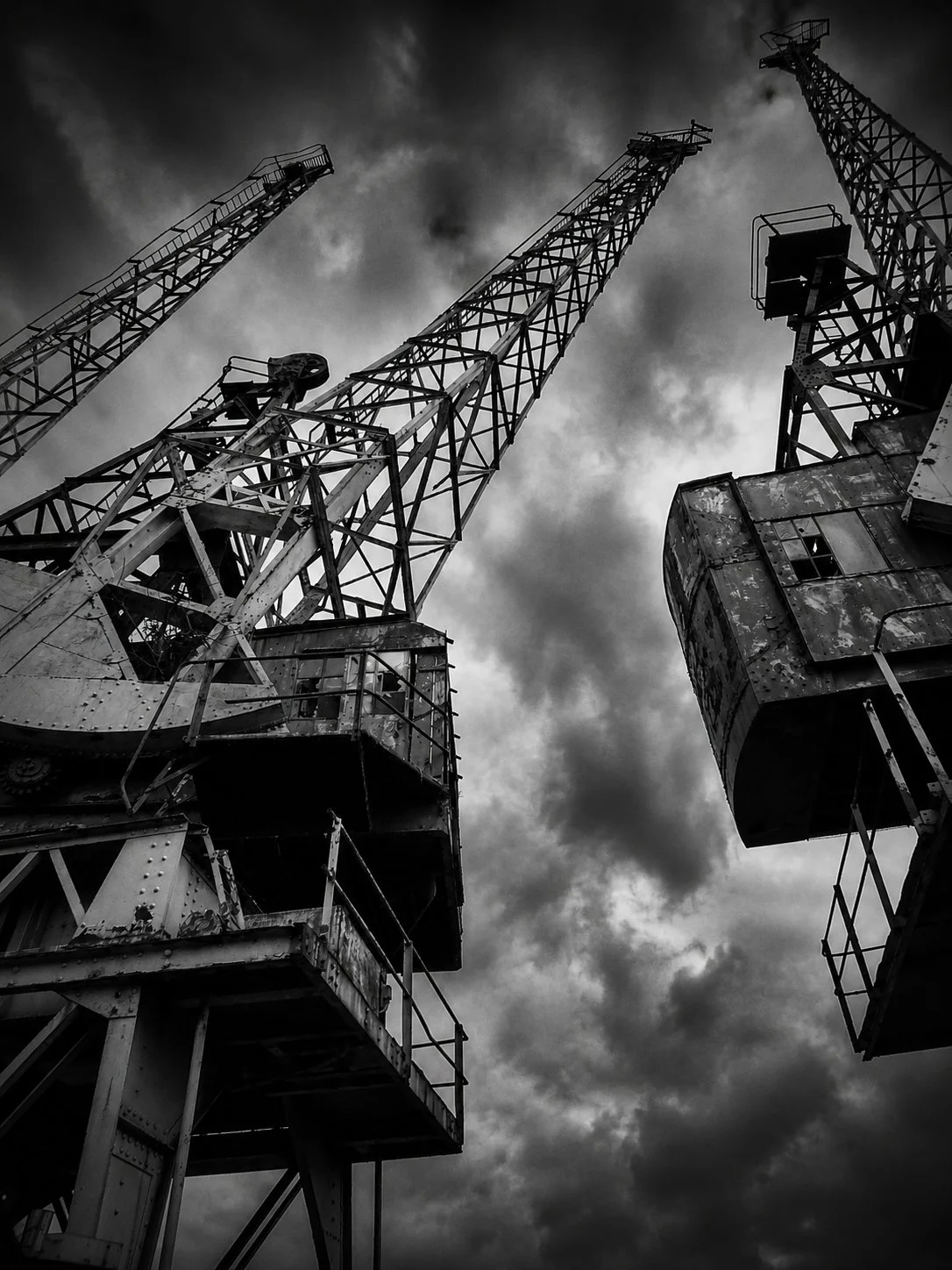 Crane Trio Study II by P Scotter