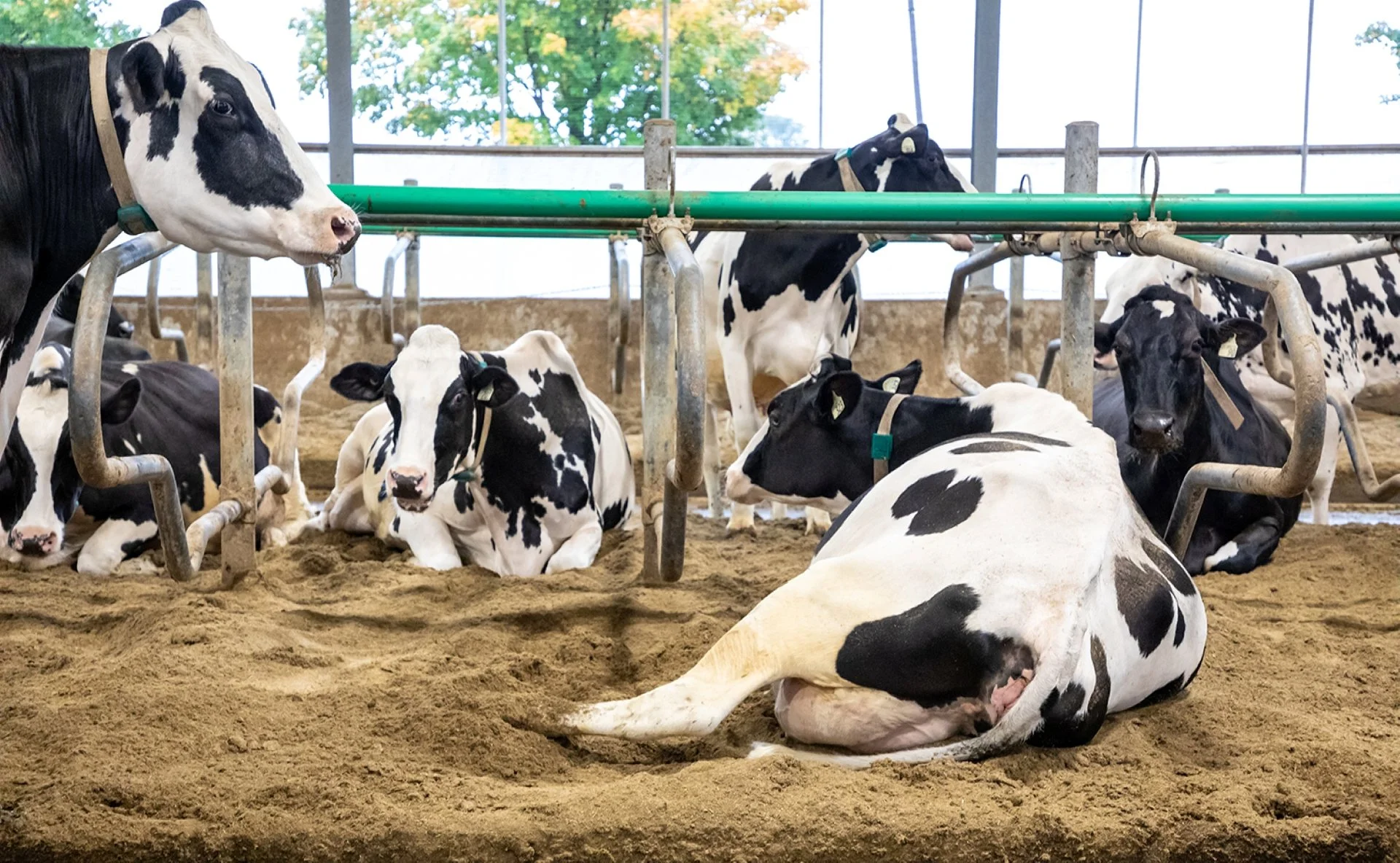 Holstein dairy cows resting on sand bedding in a freestall barn, with metal stall dividers and large windows showing trees outside.