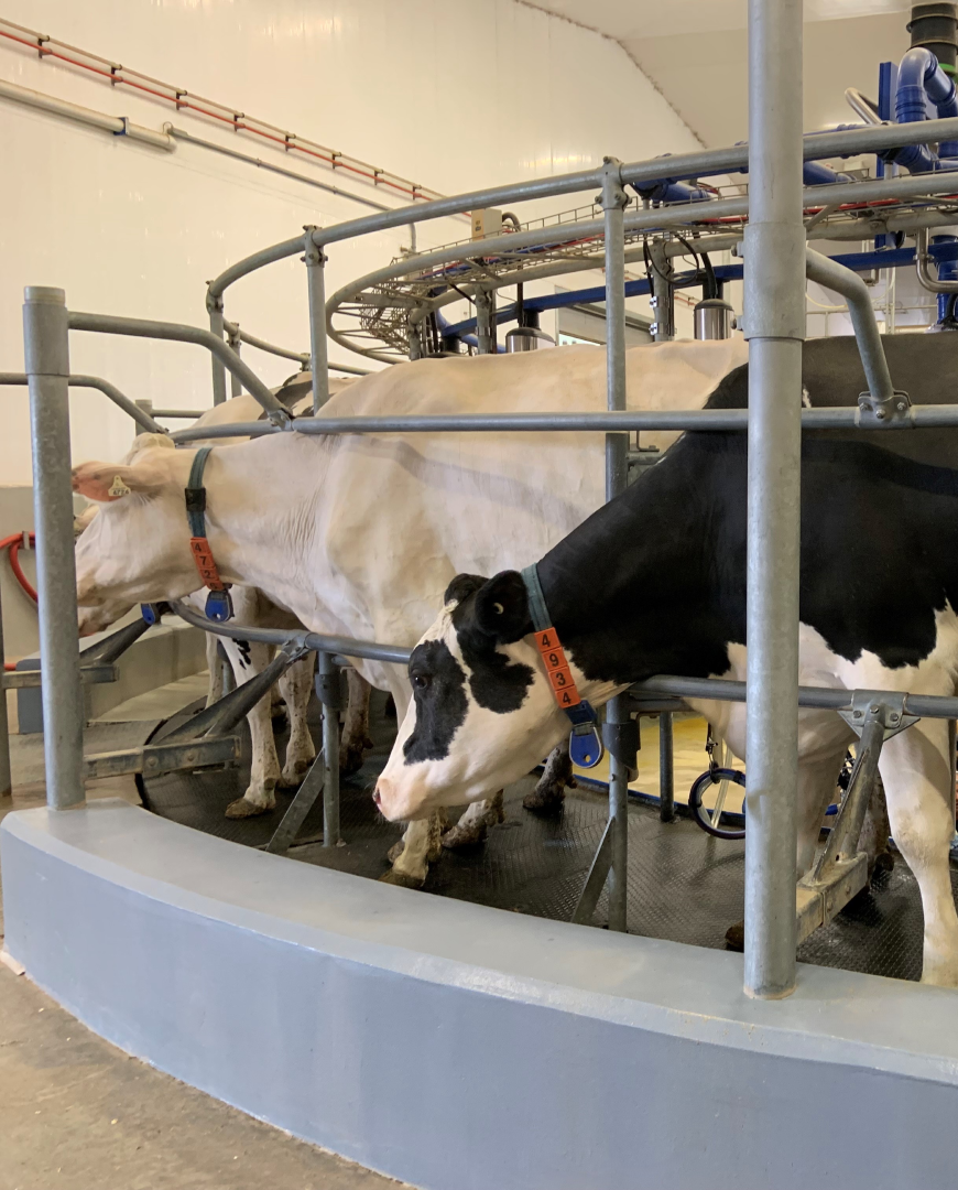 Holstein dairy cows with numbered ID collars standing in a rotary milking parlor, with metal stall bars and milking equipment visible in the background.