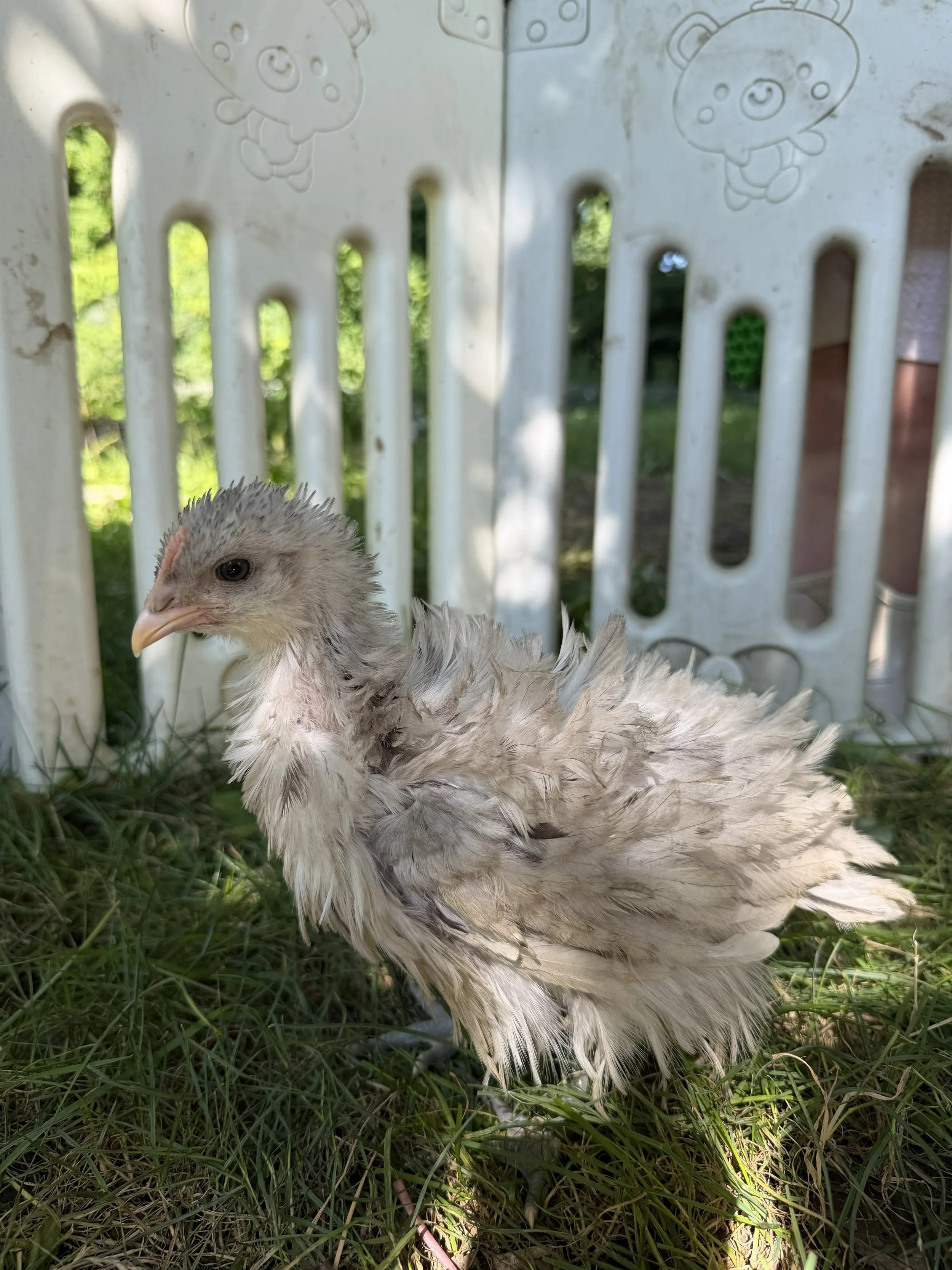 Chickens
