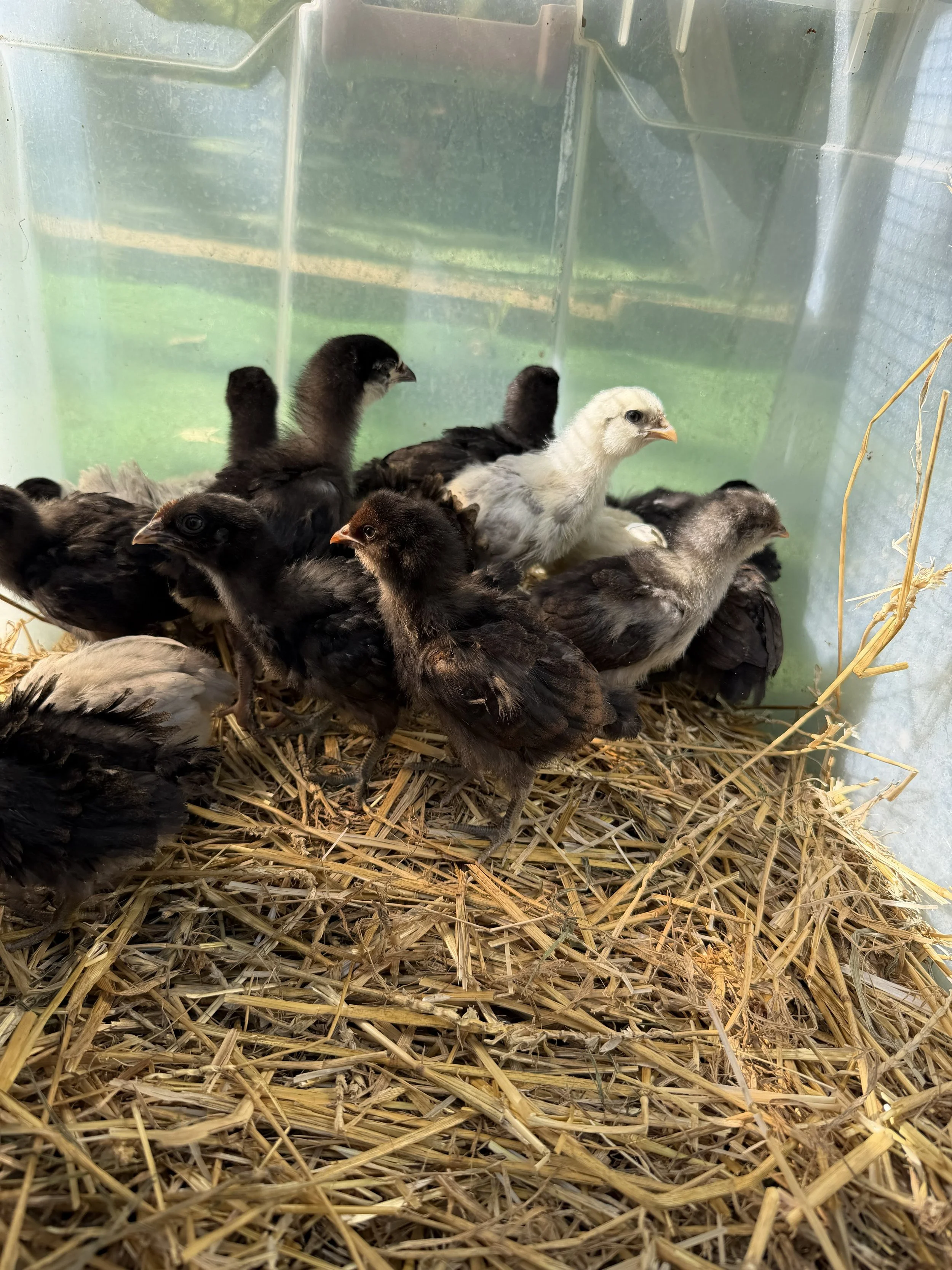 Chickens
