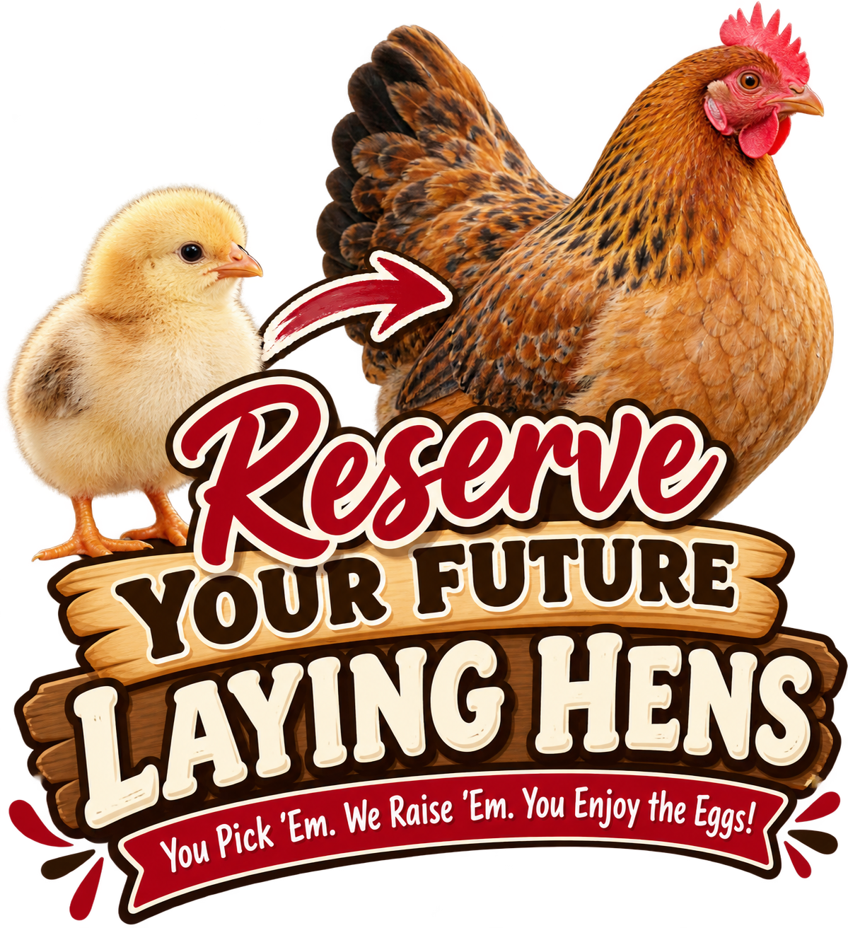 Reserve Your Future Laying Hens.png