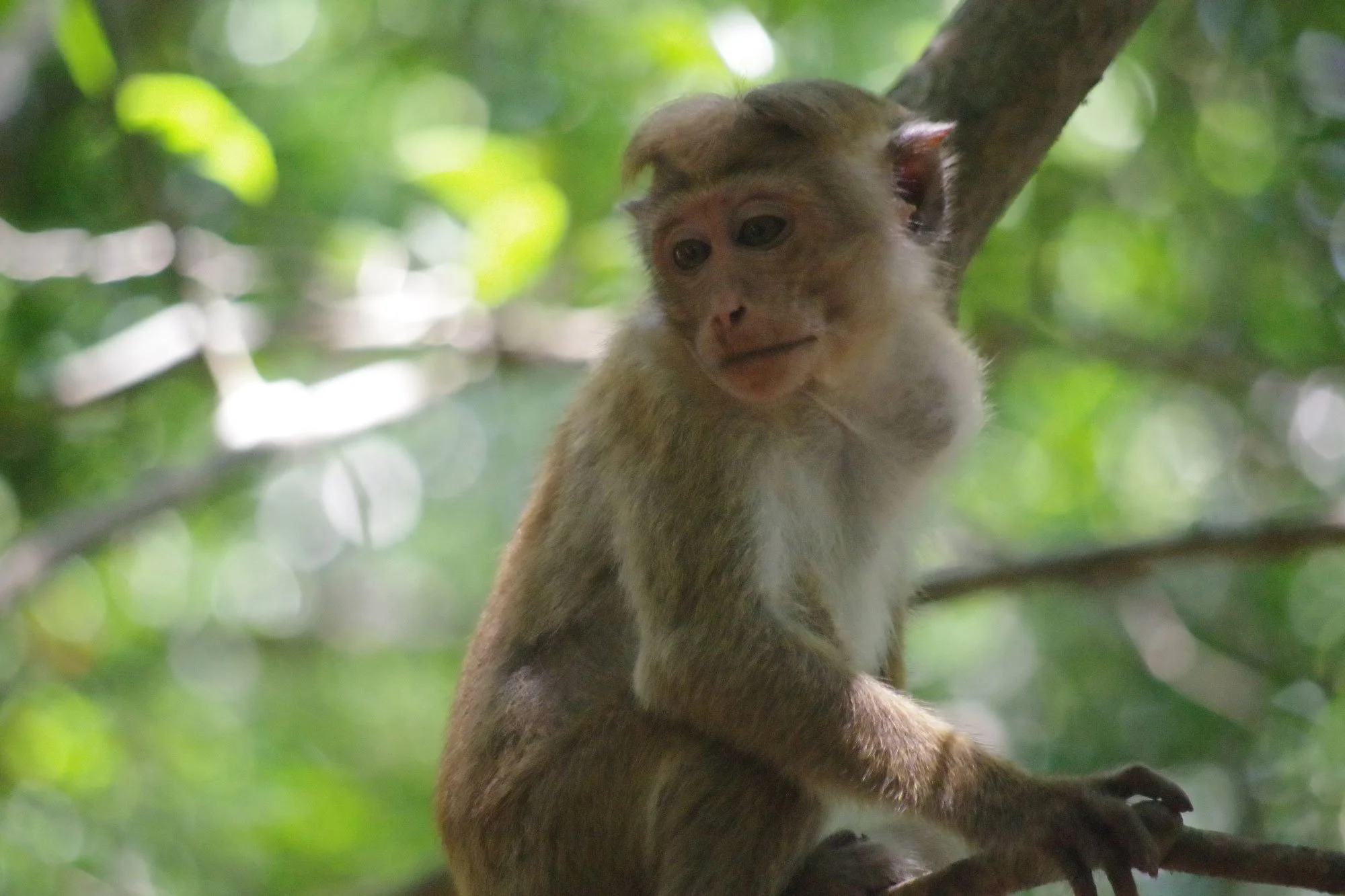 Sri Lanka: Exploring, Traveling and Takeaways