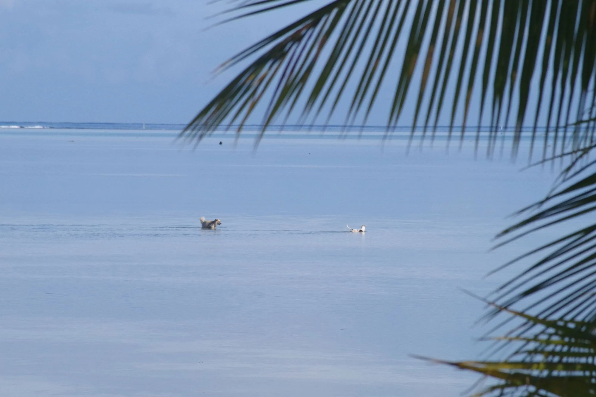 Moorea, Tahiti: Exploring, Traveling and Takeaways