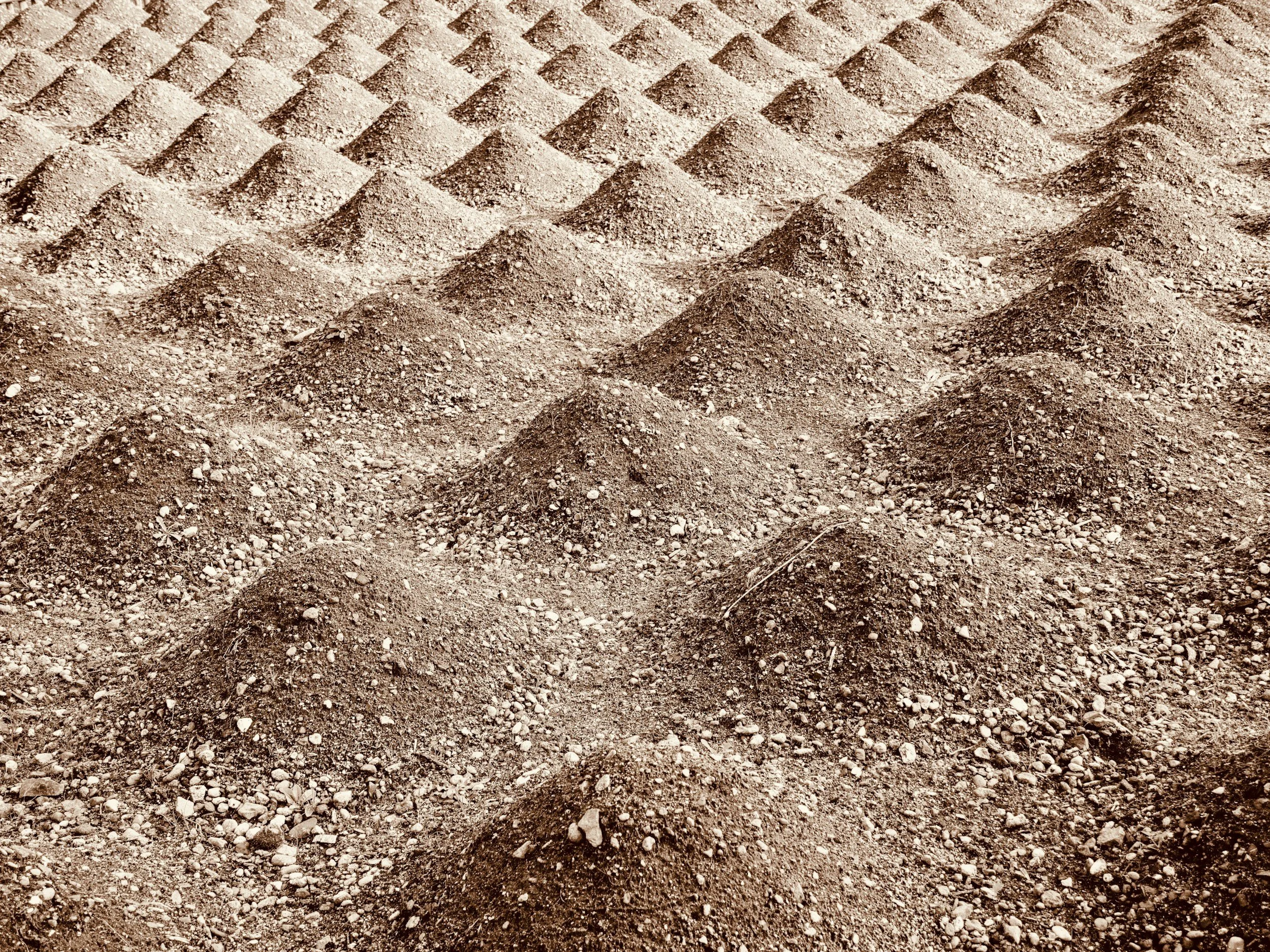 A close-up view of a surface of numerous small mounds of dirt or soil, organized in an evenly spaced, grid-like pattern.