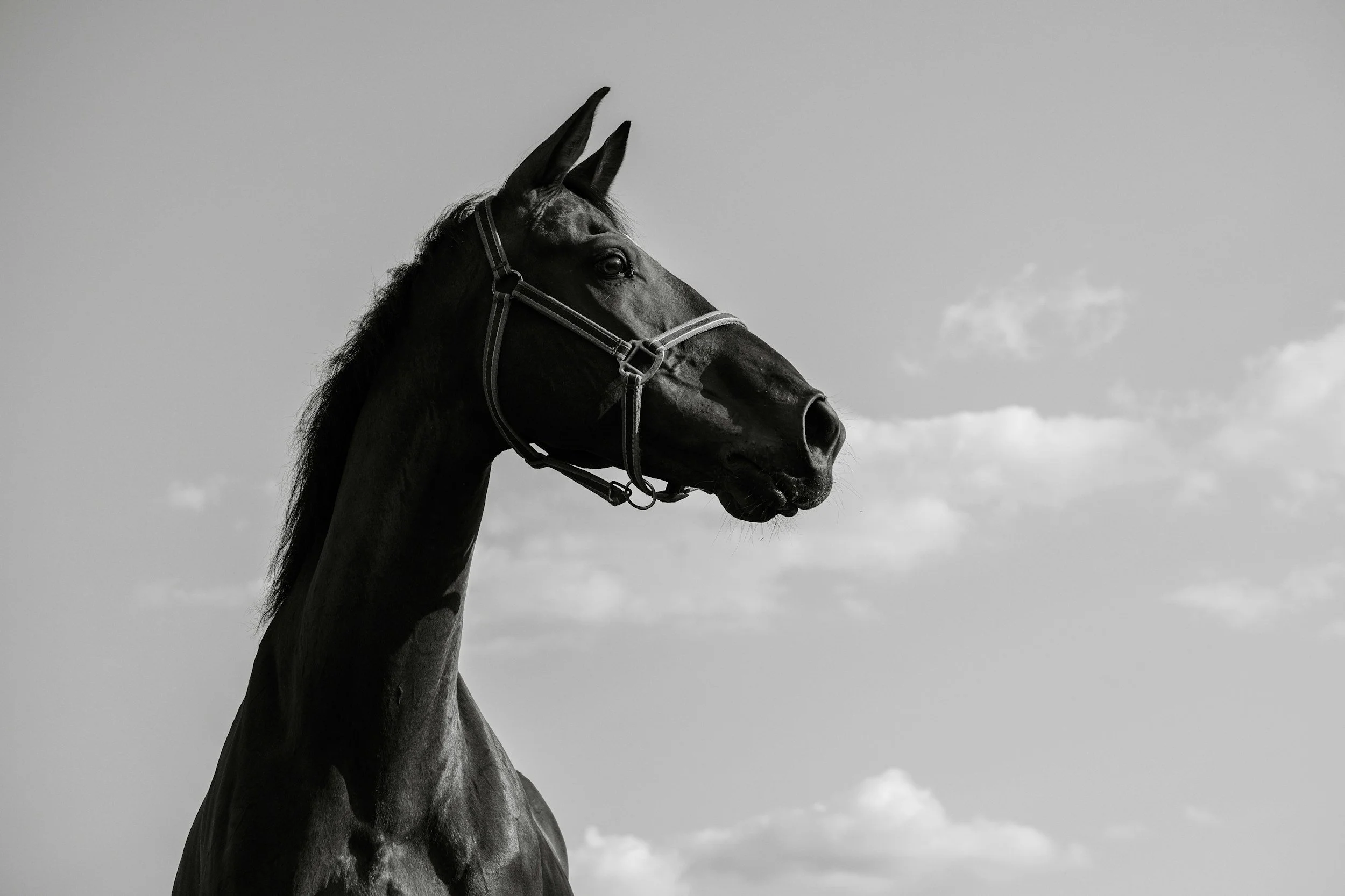 Black and white photo of a horse's head and neck with a cloudy sky in the background.