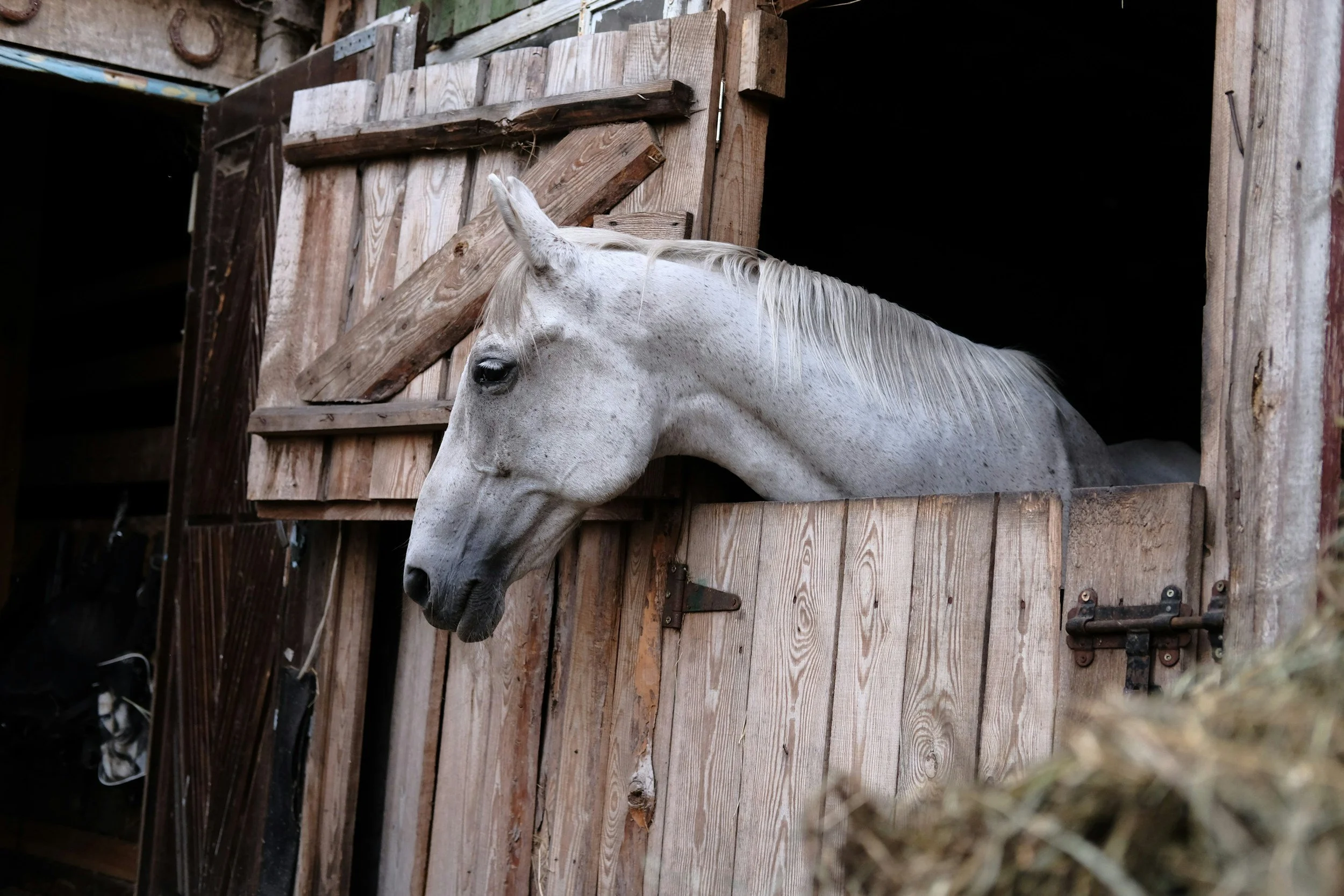 A white horse with gray spots peeks its head out of a wooden barn door, which is partially open, made of weathered wood planks. The barn has a rustic, old appearance.