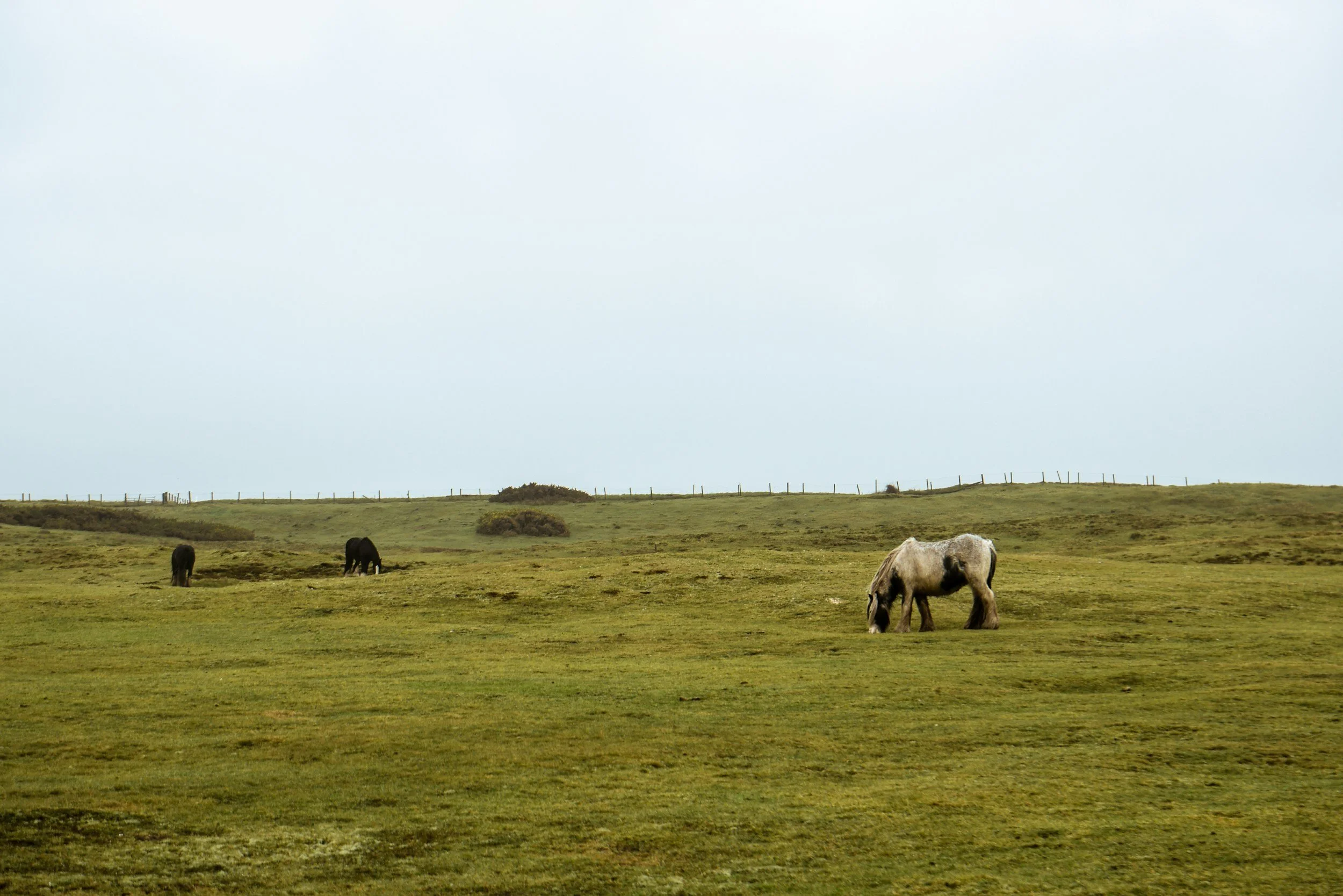 A grassy field with several horses grazing under a cloudy sky, with a rural fence in the background.