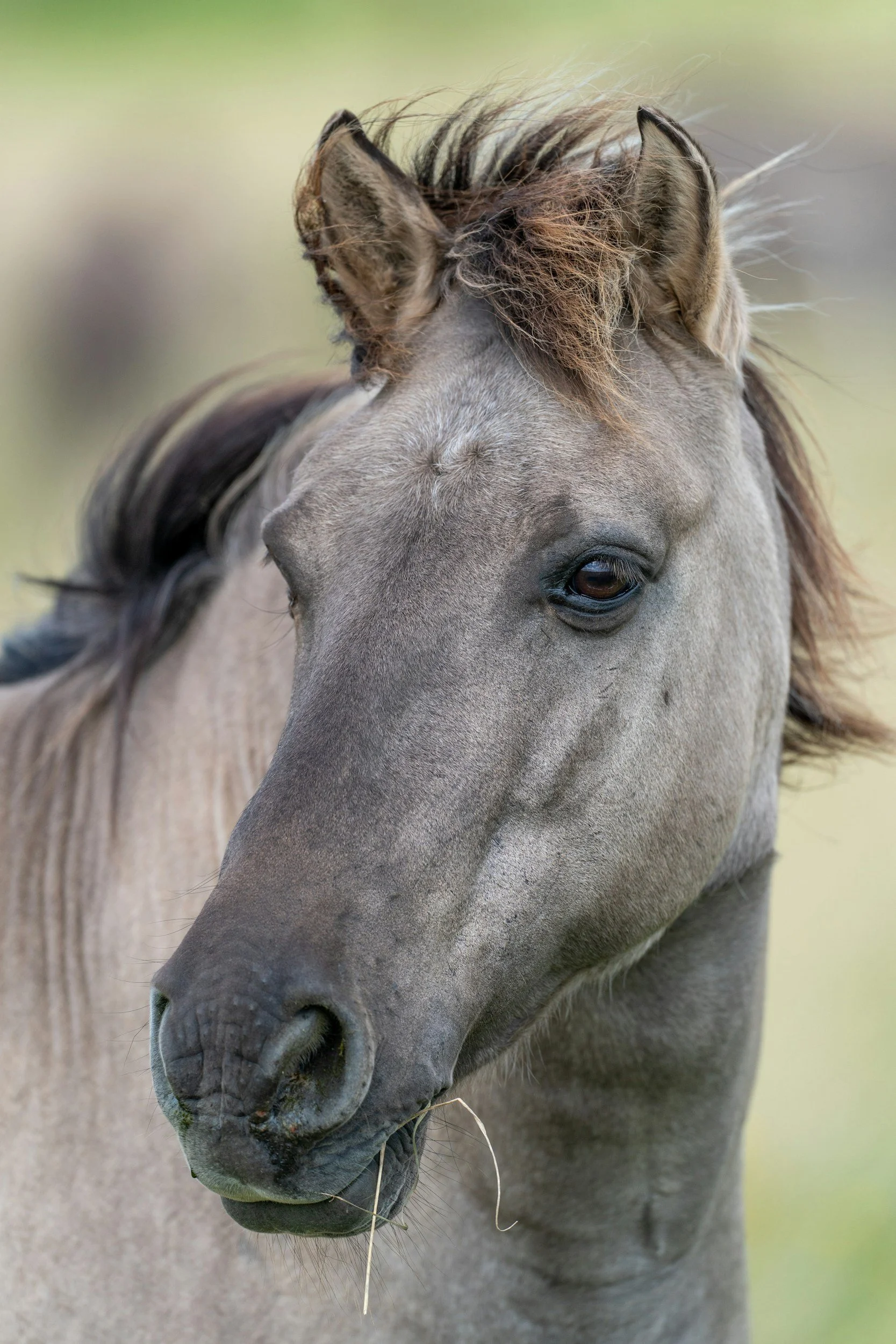 Close-up of a gray horse's face with a dark mane, dark eyes, and some strands of hay hanging from its mouth.