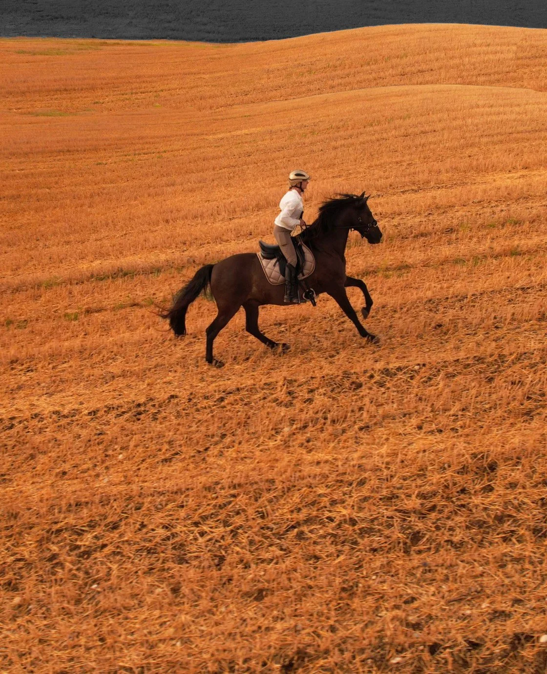 Person reitet auf einem schwarzen Pferd durch ein goldenes Feld bei Sonnenuntergang.