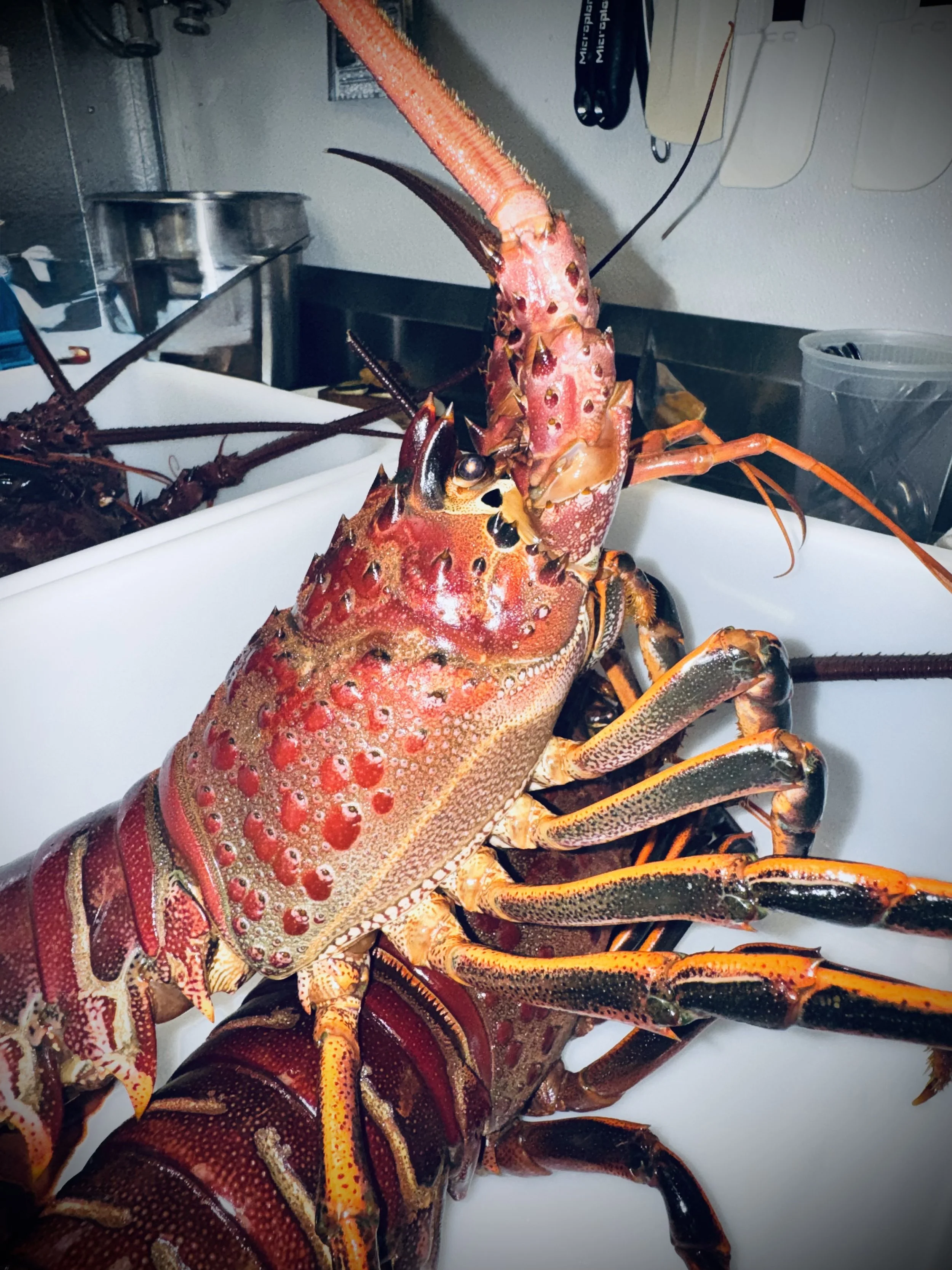 A large lobster with a reddish-brown and orange shell, sitting on a white surface in a kitchen setting with various utensils and containers in the background.